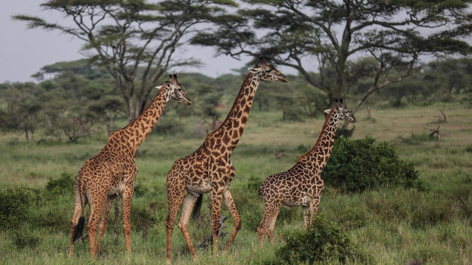 Maasai giraffes walk in Serengeti National Park, west of Arusha, northern Tanzania.