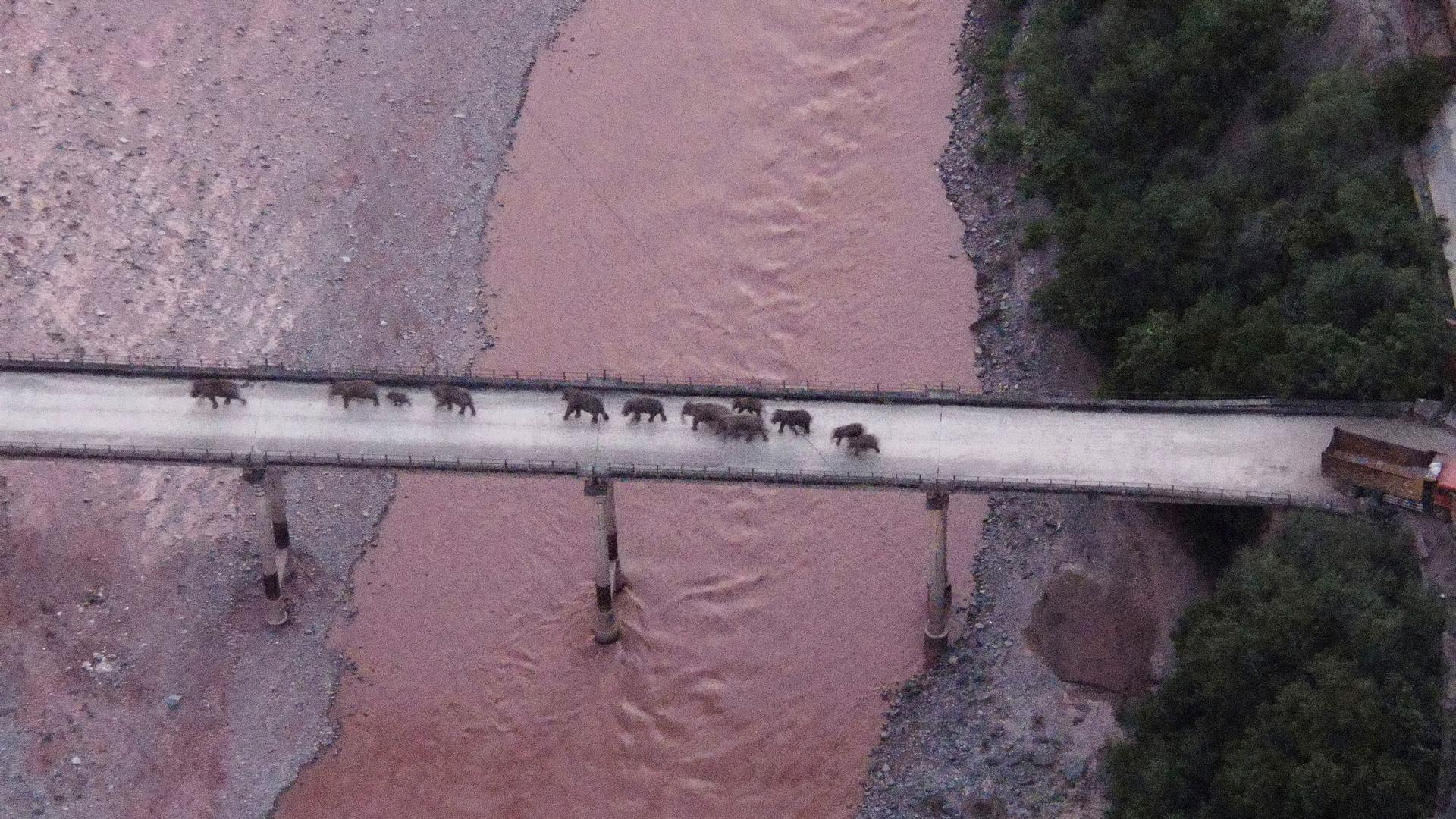In this photo released by the Yunnan Provincial Command Center for the Safety and Monitoring of North Migrating Asian Elephants, a herd of wandering elephants cross a river using a highway near Yuxi city, Yuanjiang county in southwestern China's Yunnan Pr
