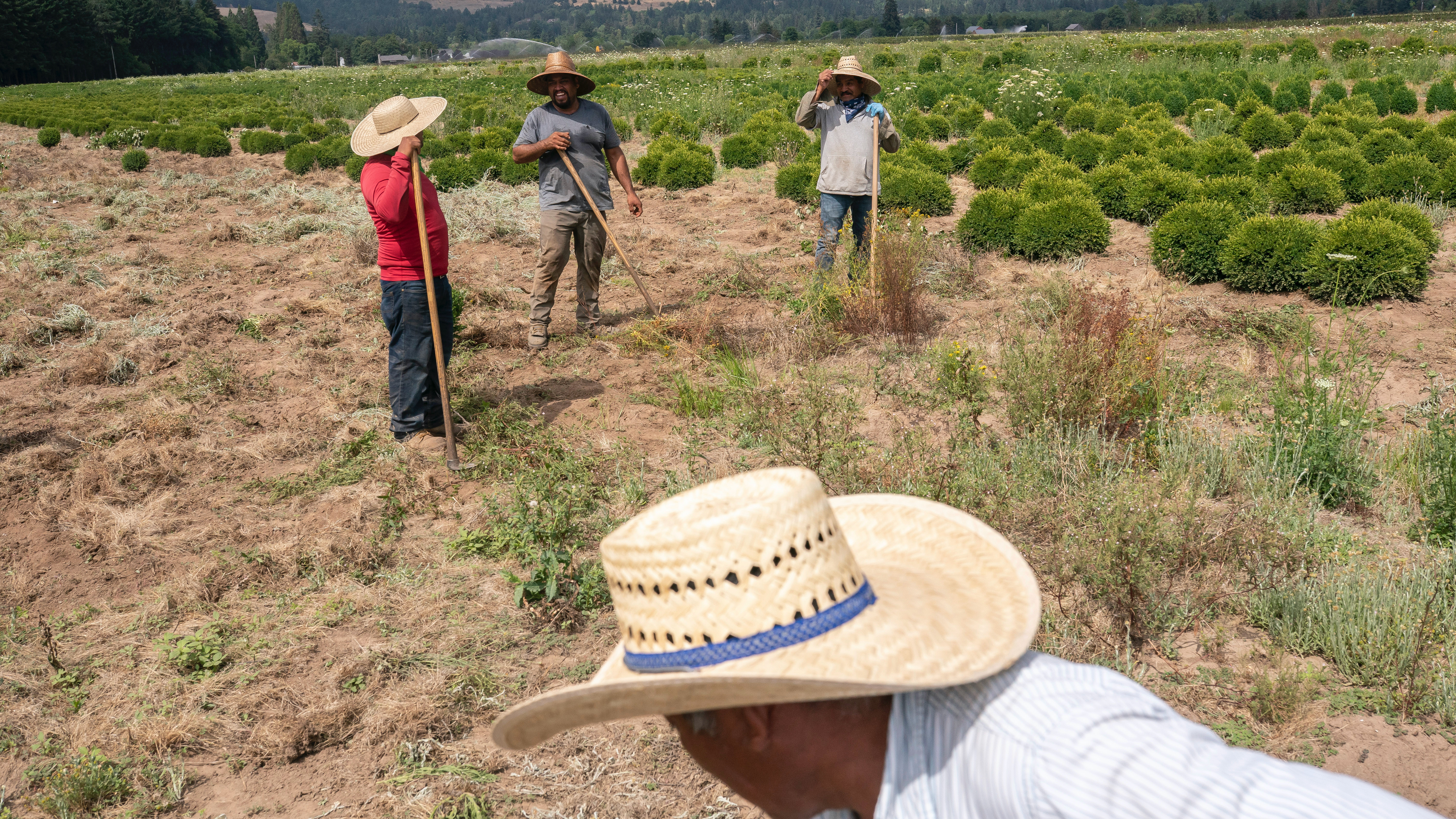 Farmworkers, who declined to give their names, break up earth, July 1, 2021, near St. Paul, Oregon.