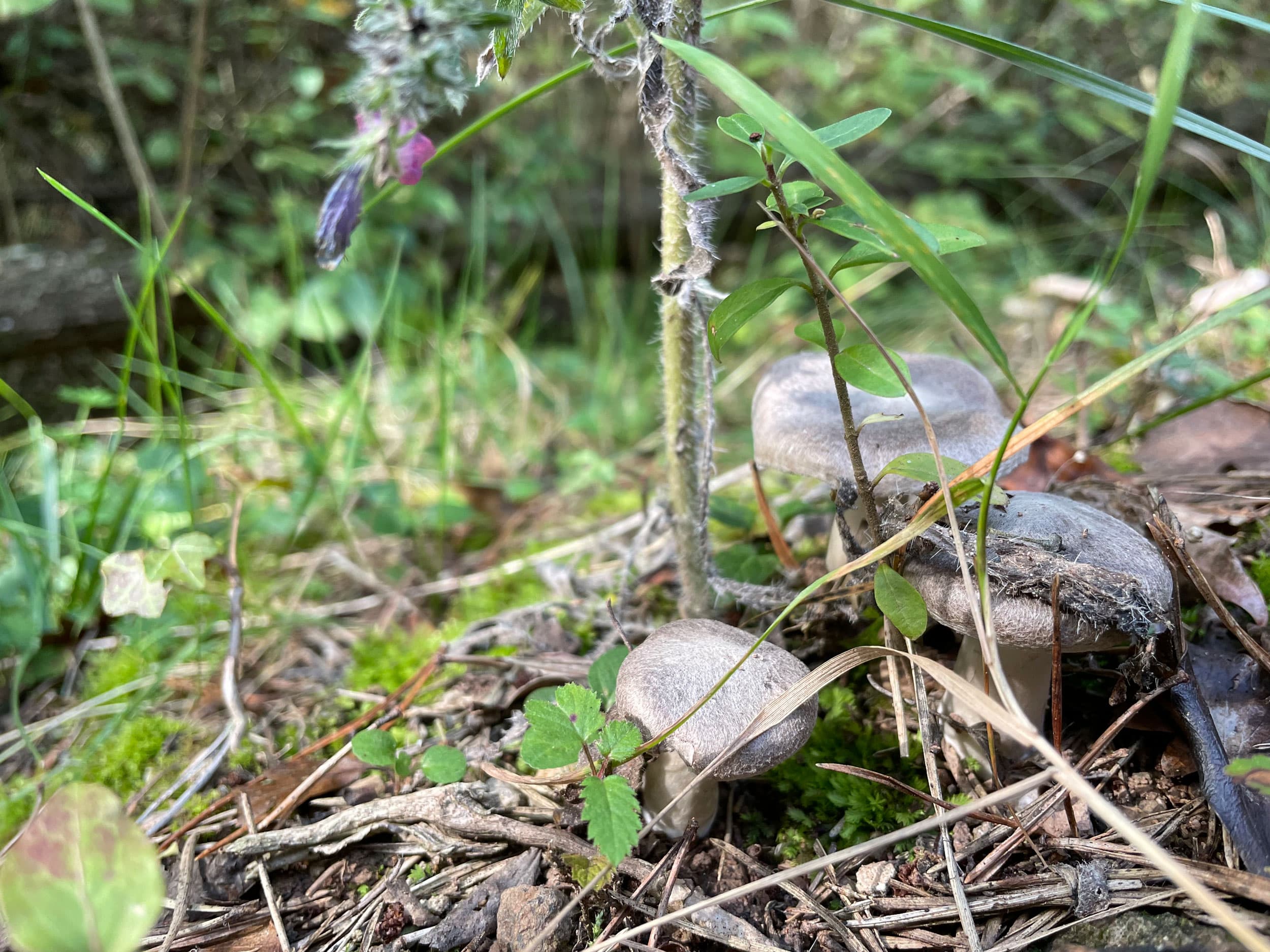 Three fredolic mushrooms (tricholoma terreum), known in English as the grey knight or dirty tricholoma. They are a grey-capped mushroom of the Tricholoma genus, found largely in Europe.