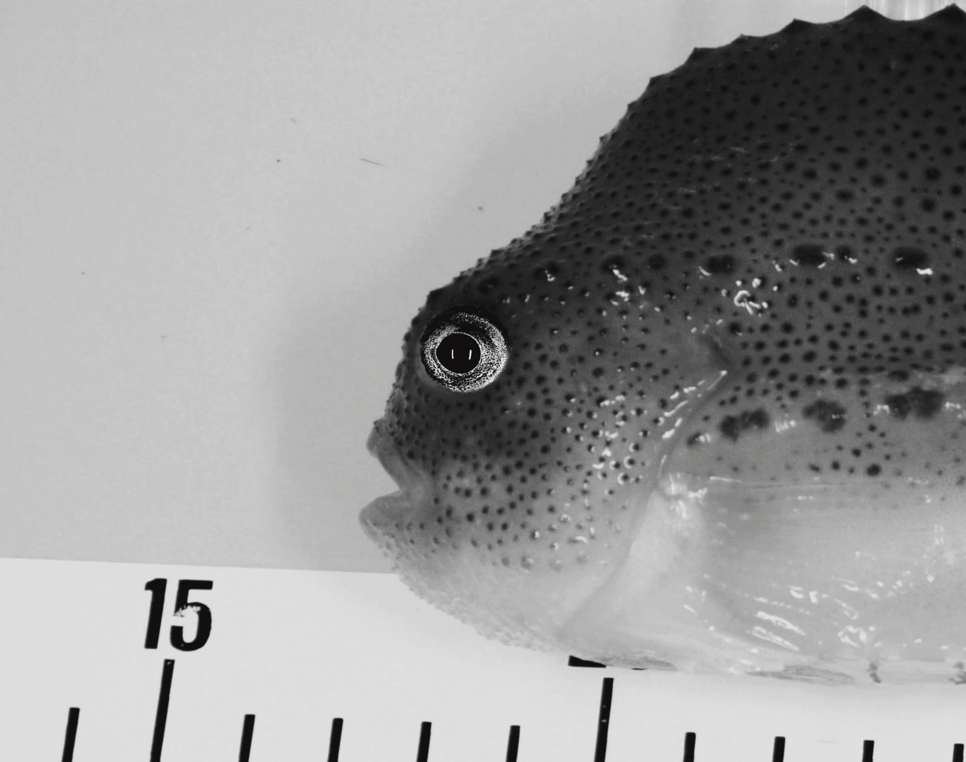 Applying a personality profiling approach to lumpfish — and potentially other animals — can reveal useful information about their behaviour.