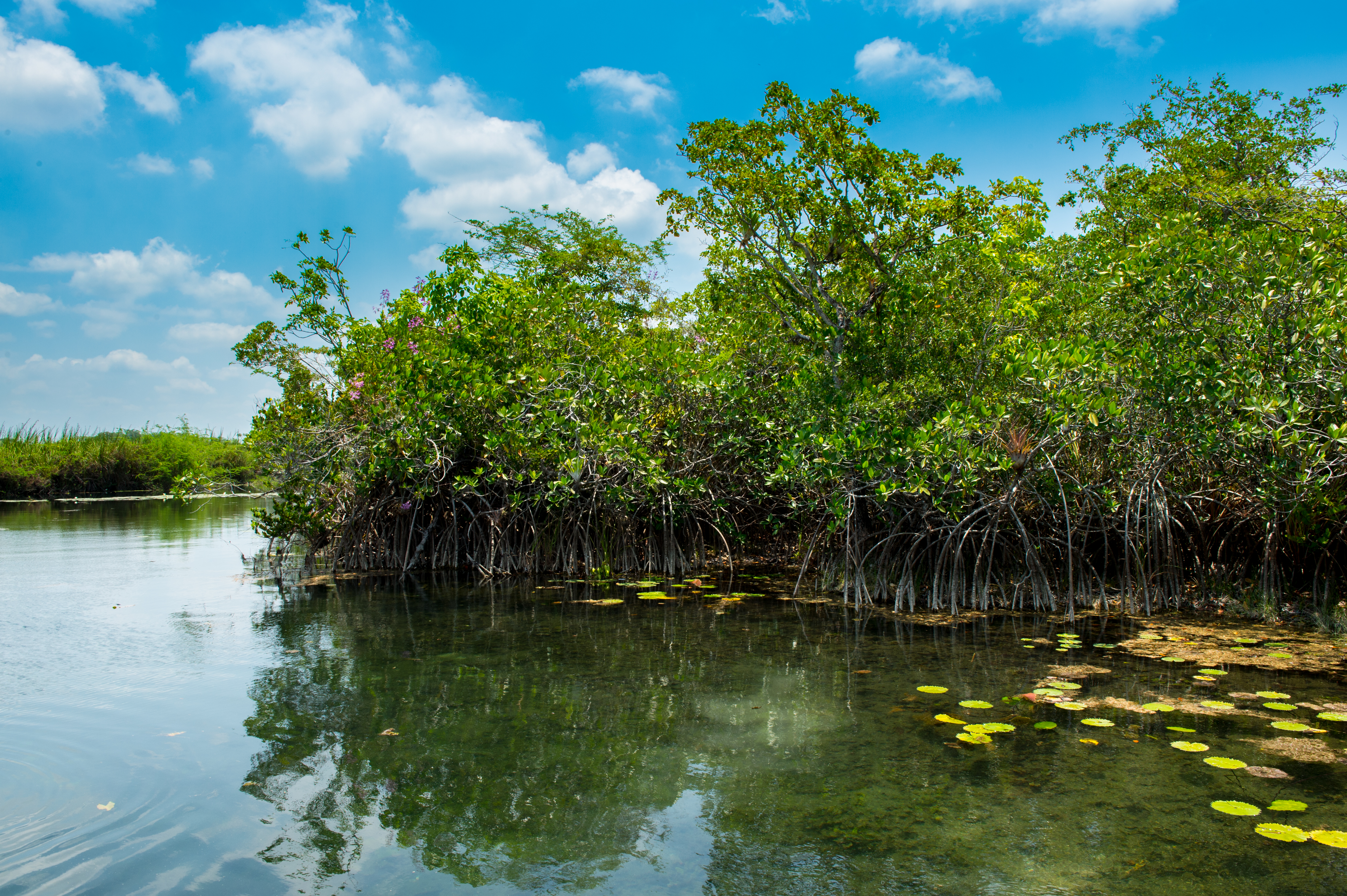 A stand of red mangroves in the calm, calcium-rich, fresh waters of the San Pedro Mártir River, Tabasco, Mexico. 