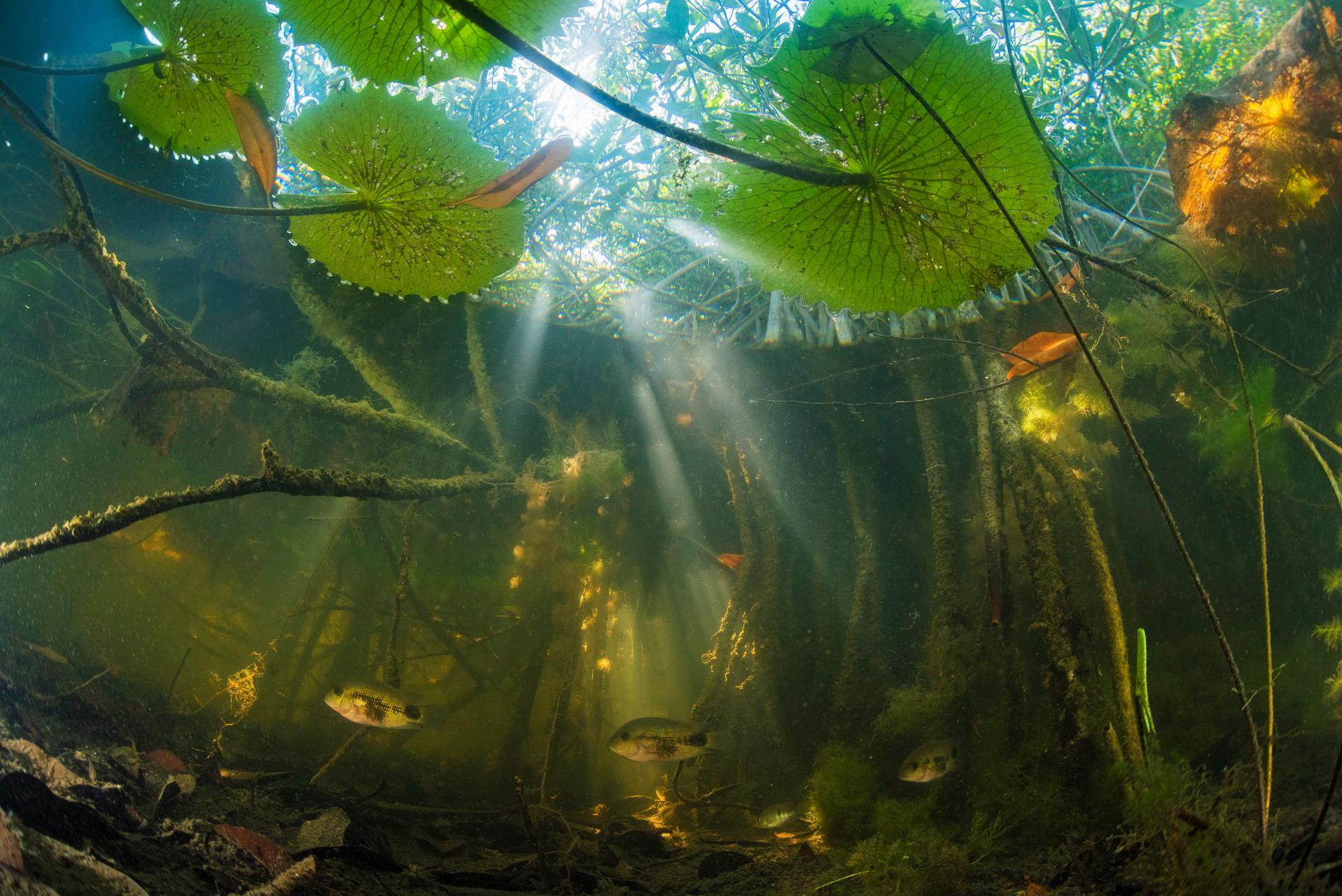 Fish and other aquatic life in the San Pedro Martir River in Tabasco, Mexico, amid submerged red mangrove roots.