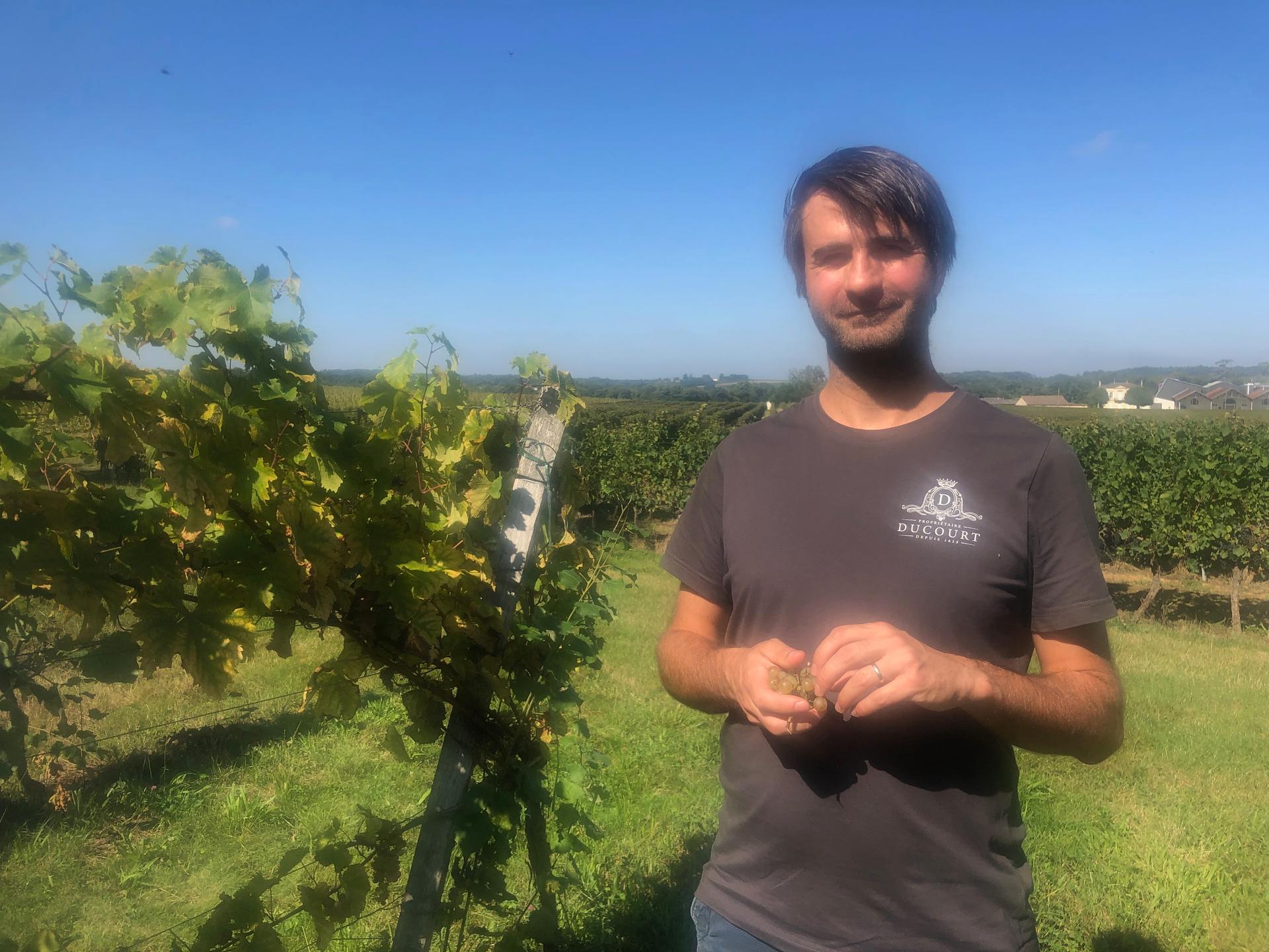Winegrower Jonathan Ducourt showed off a not-so-hidden secret: neat rows of six, experimental hybrid vines at his family's vineyard near Bordeaux, France. 