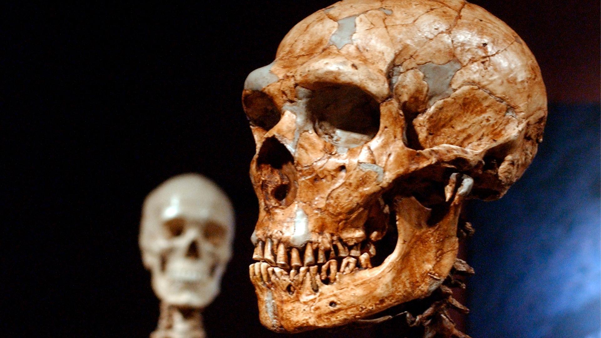A reconstructed Neanderthal skeleton, right, and a modern human skeleton on display at the Museum of Natural History in New York