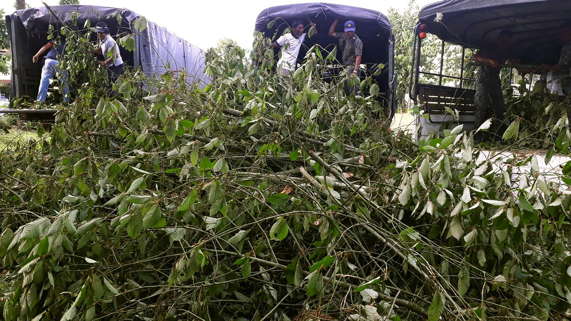 Officers gather kratom plants in Phang Nha province, Thailand. Thailand on Tuesday, Aug. 24, 2021, decriminalized the possession and sale of kratom, a plant native to Southeast Asia. 