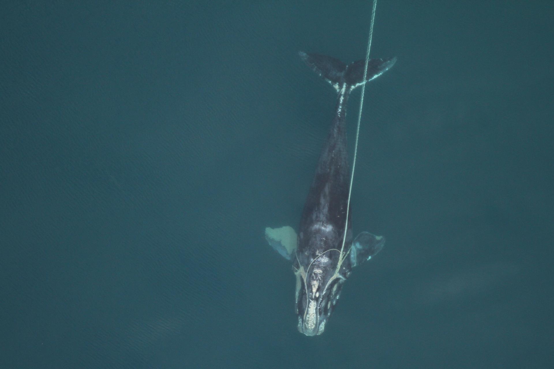 A female North Atlantic Right whale entangled in fishing gear