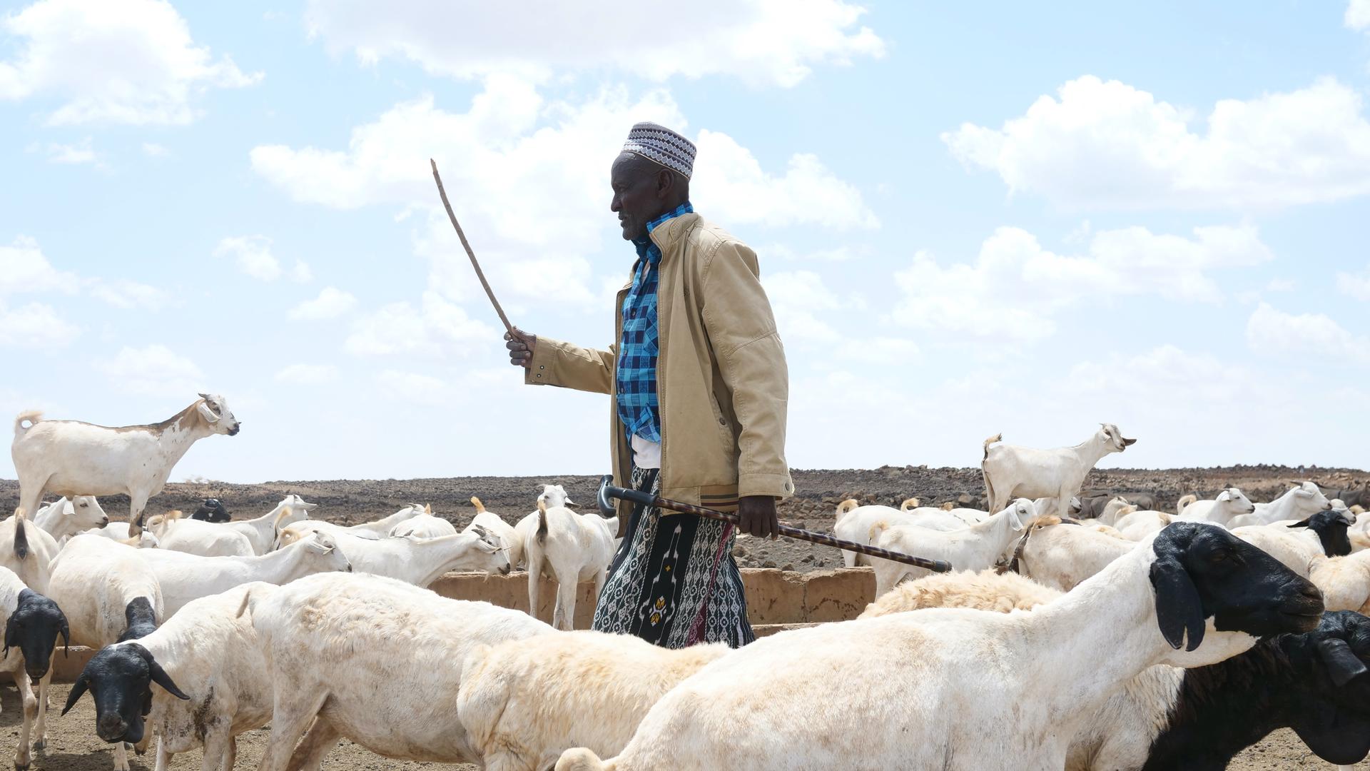 Ruchi Wario, 60, shepherds livestock at one of the few functioning boreholes in Marsabit County, Kenya, Nov. 3, 2021.