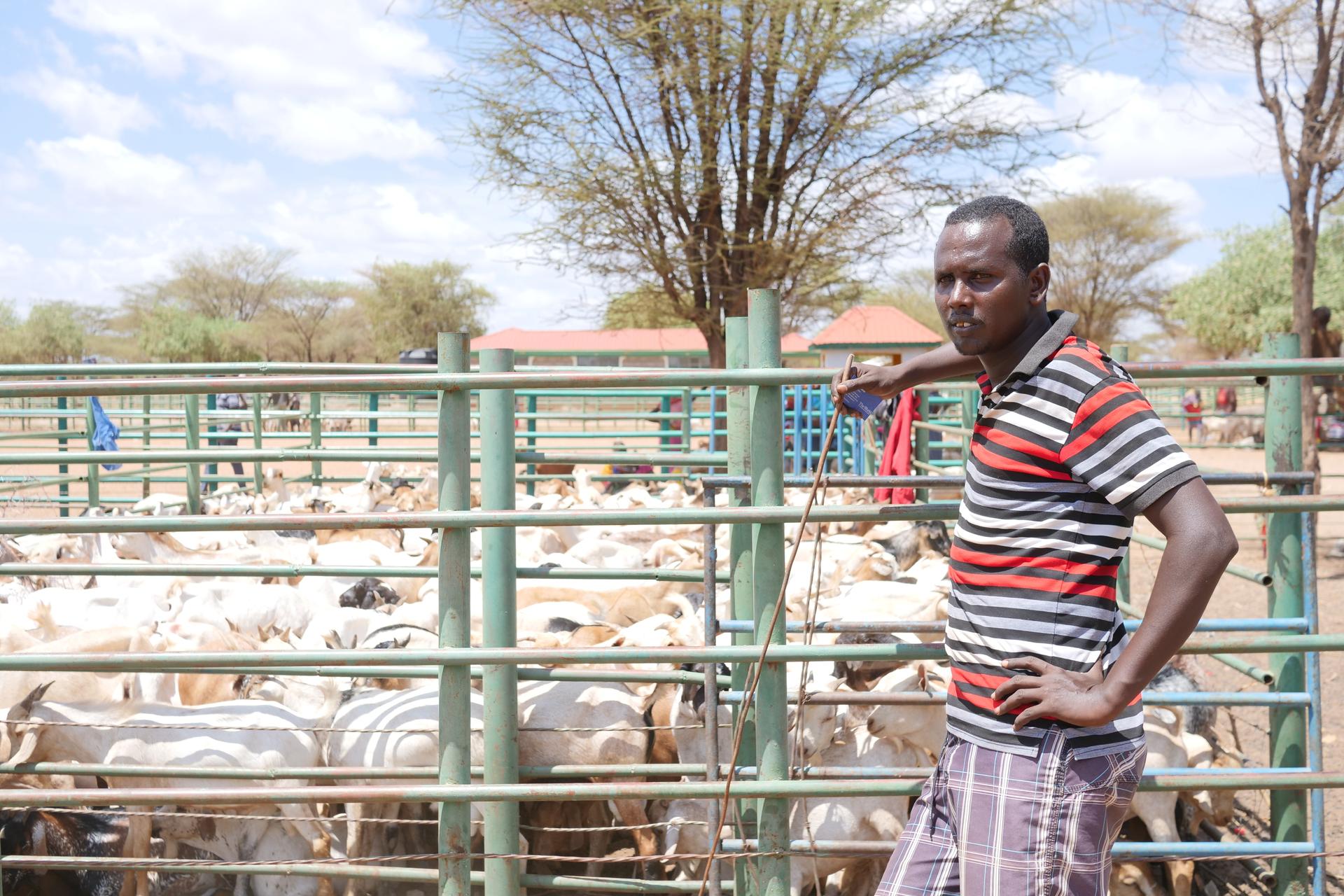 Herder Samwel Lekorima surveys livestock at a market in Mirelle, where pastoralists are off herding their animals due to the drought, Nov. 2, 2021.