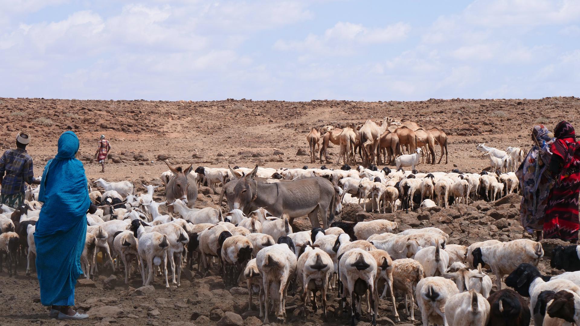 Pastoralists and their livestock at one of the few functioning boreholes in Marsabit County, Kenya. Community leaders organize when people and their animals can drink from the borehole, Nov. 3, 2021.`