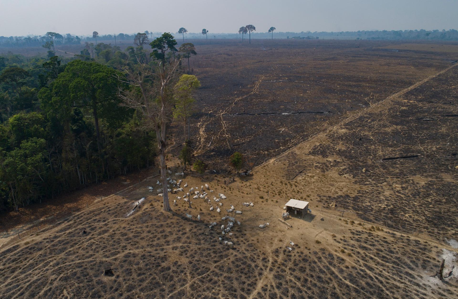 Cattle graze on land recently burned and deforested by cattle farmers near Novo Progresso, Para state, Brazil.