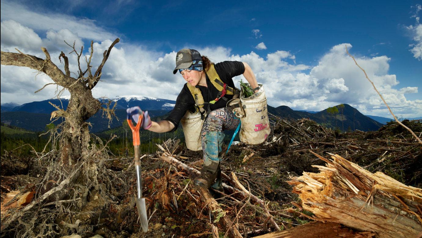 An image of a professional tree planter hard at work in British Colombia. 