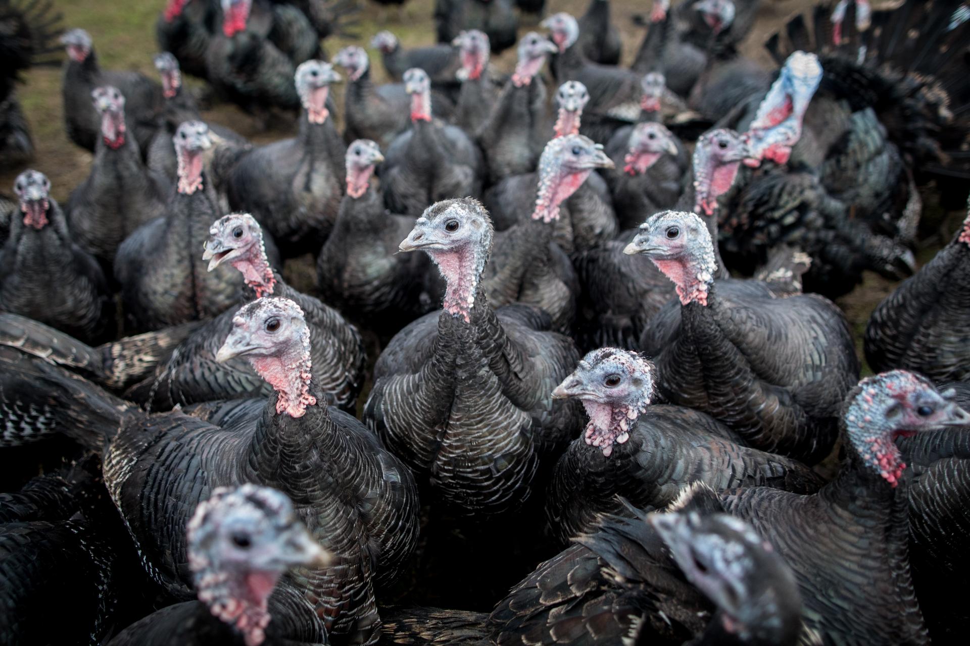 Not everyone is a fan of Turkey Day. 