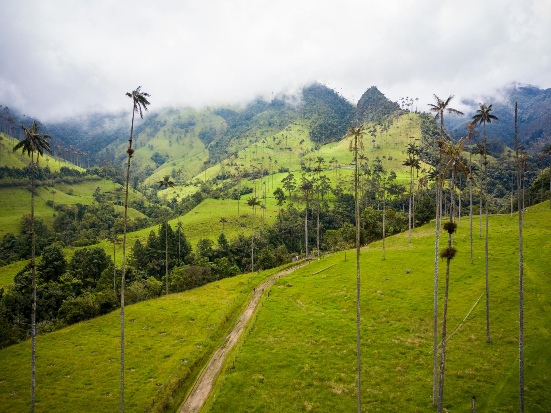 The Cocora valley in the Colombian province of Quindio inspired the landscapes in 