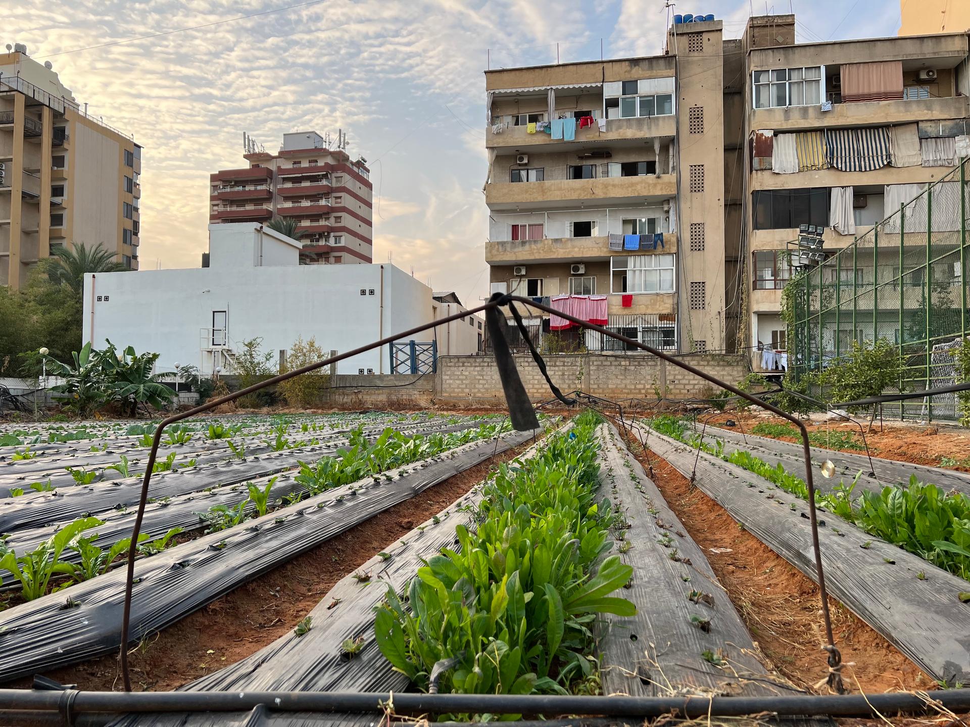 Hanna Mikhael, who is experimenting with ways to help people become more self-sufficient, showed an example of what urban farming can look like in Beirut.