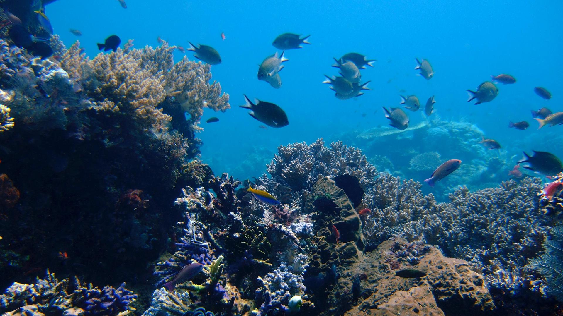Coral reefs grow in the waters of Tatawa Besar, Komodo islands, Indonesia, April 30, 2009.