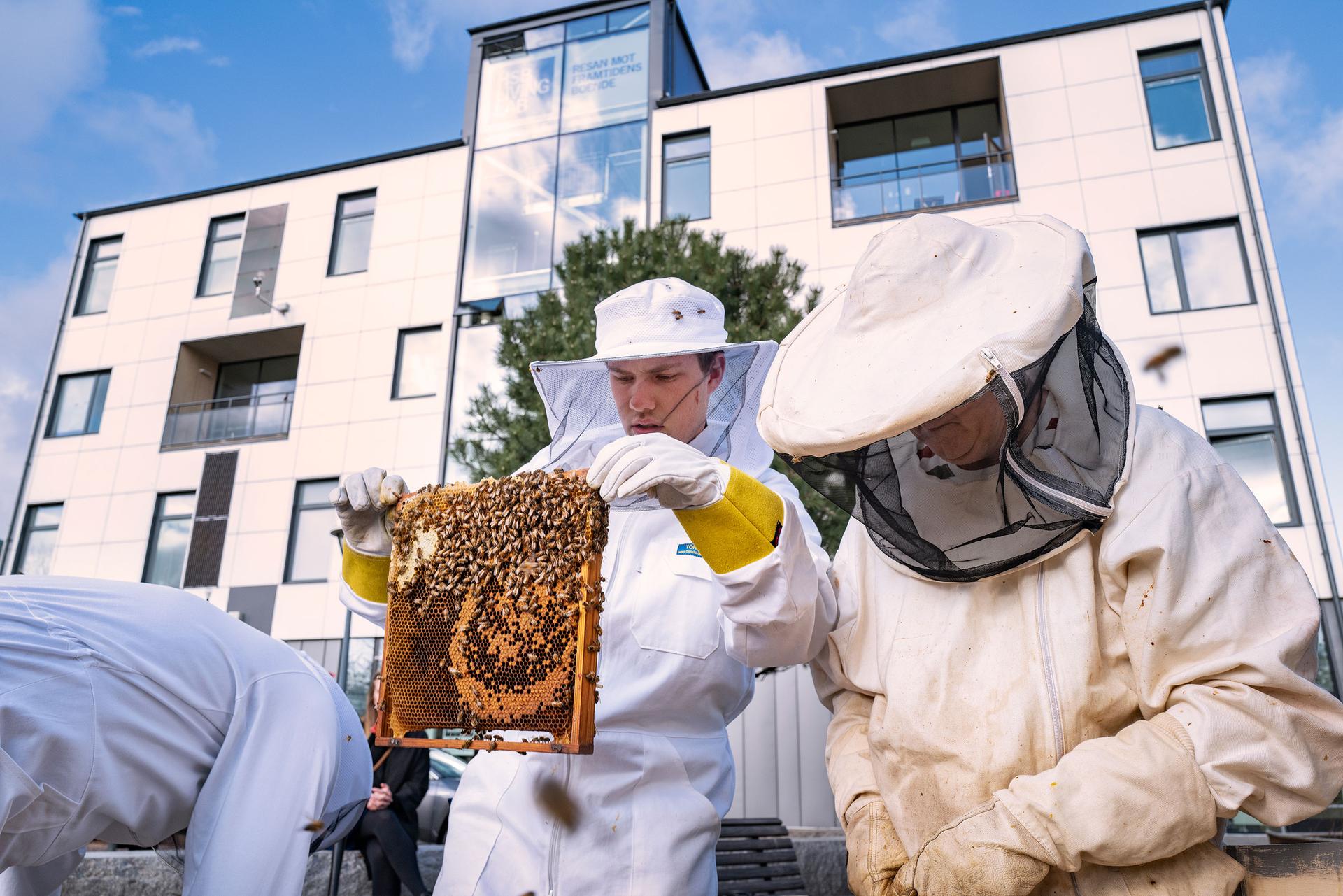 Bee keepers in protective white gear examine bees at HSB's Living Lab.