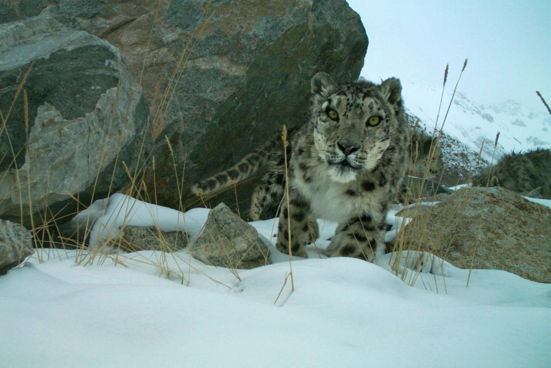 A snow leopard in the wild.