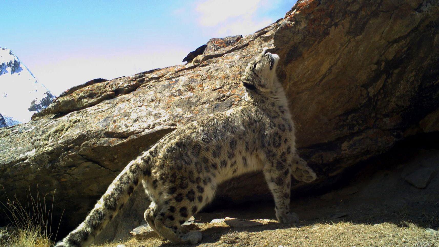 A snow leopard sunbathes in the wild. 