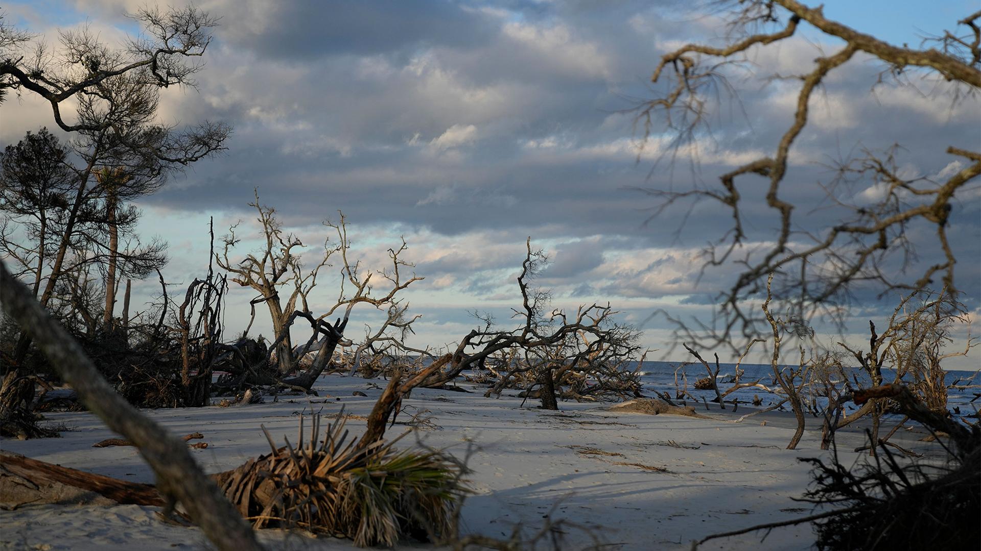Dead trees stand on the beach and in the ocean at "The Boneyard," created by beach erosion and fierce storms, in Hunting Island State Park on Hunting Island, S.C., in the United States
