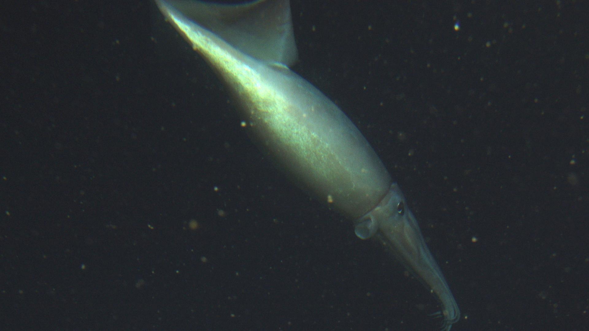 The Humboldt squid close up at 250 meters, Cordell Bank National Marine Sanctuary, 2005. 