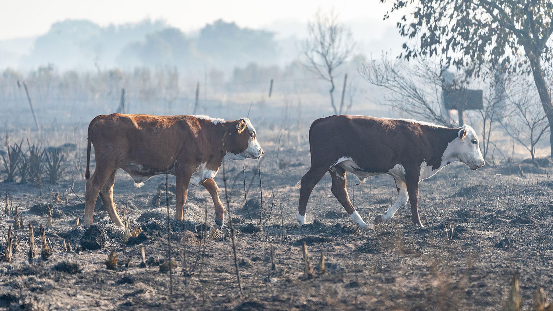 Cows walk across charred areas of the Iberá wetlands devastated by fires in northern Argentina