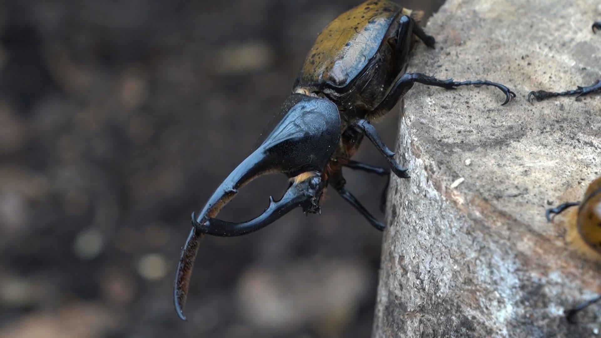 Poop from the rhinoceros beetle makes for cleaner fertilizer. 