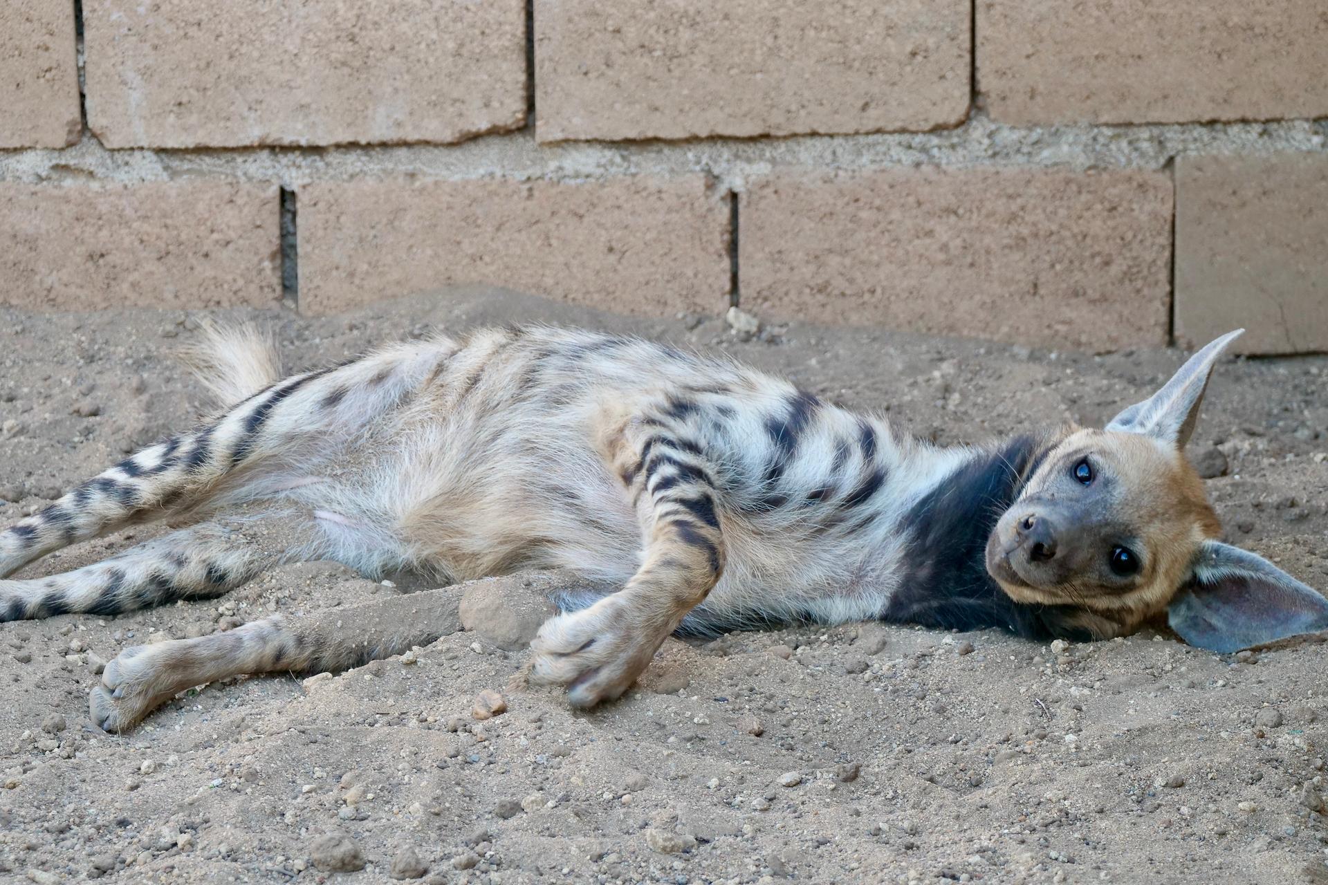 Young Bita plays on the ground. She was a house pet before she was brought to the Sudan Animal Rescue, Khartoum, Sudan