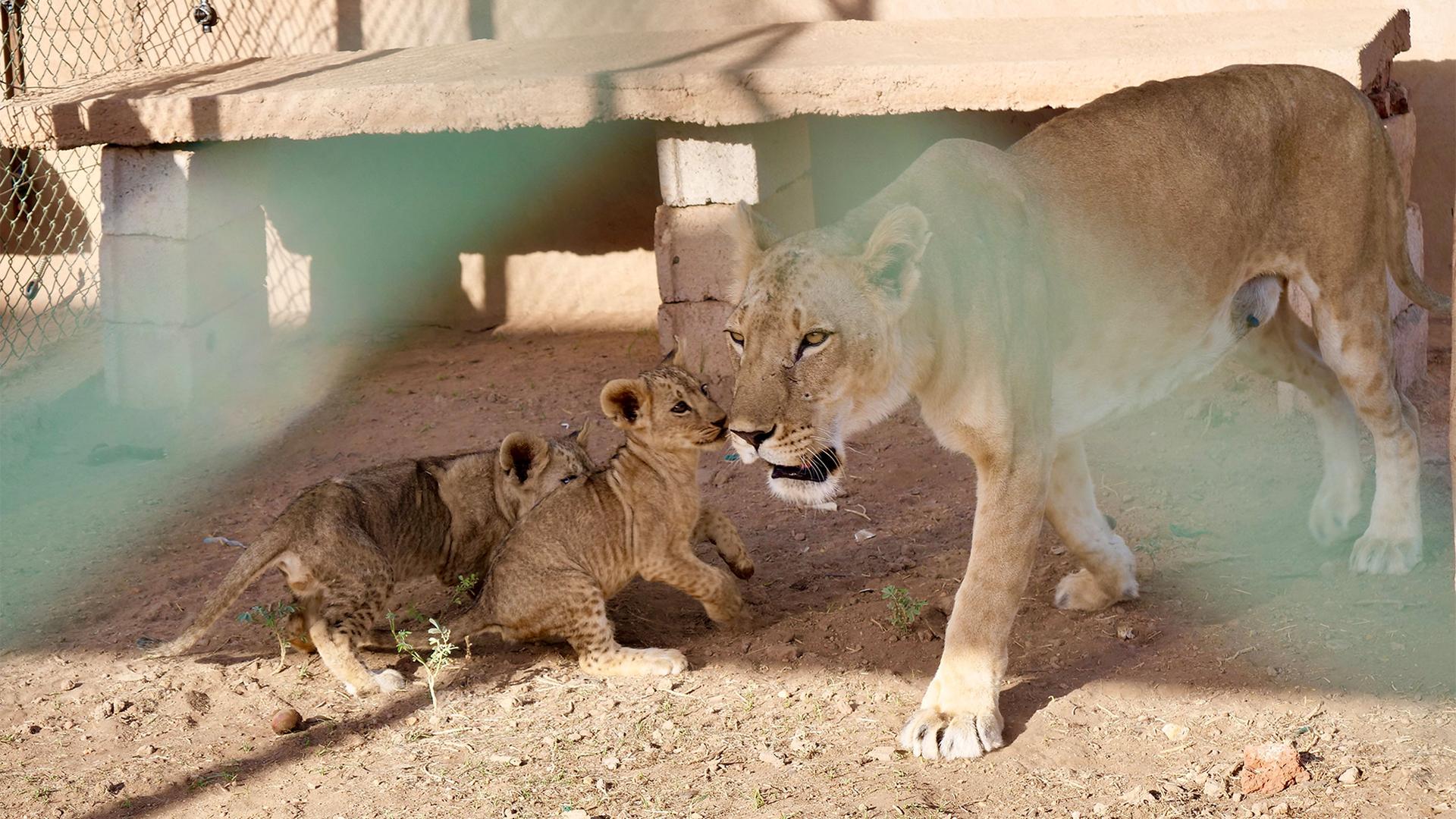 Kandaka, the lion, with her cubs at the Sudan Animal Rescue, Khartoum, Sudan, Dec, 4, 2021
