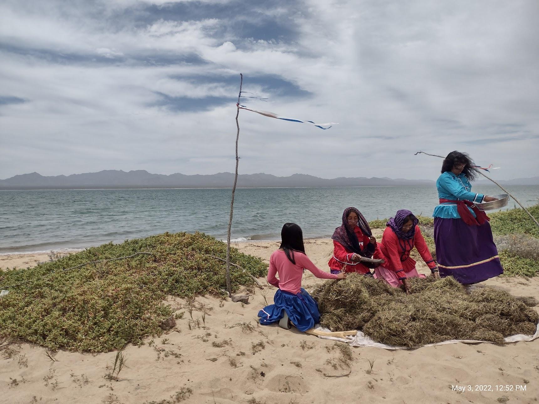 The labor-intensive seagrass harvesting process has been perfected by the Comcáac people of northern Mexico as a traditional practice. 