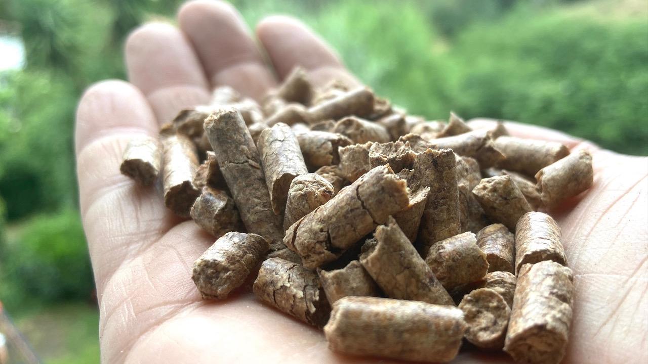wood pellets in hand