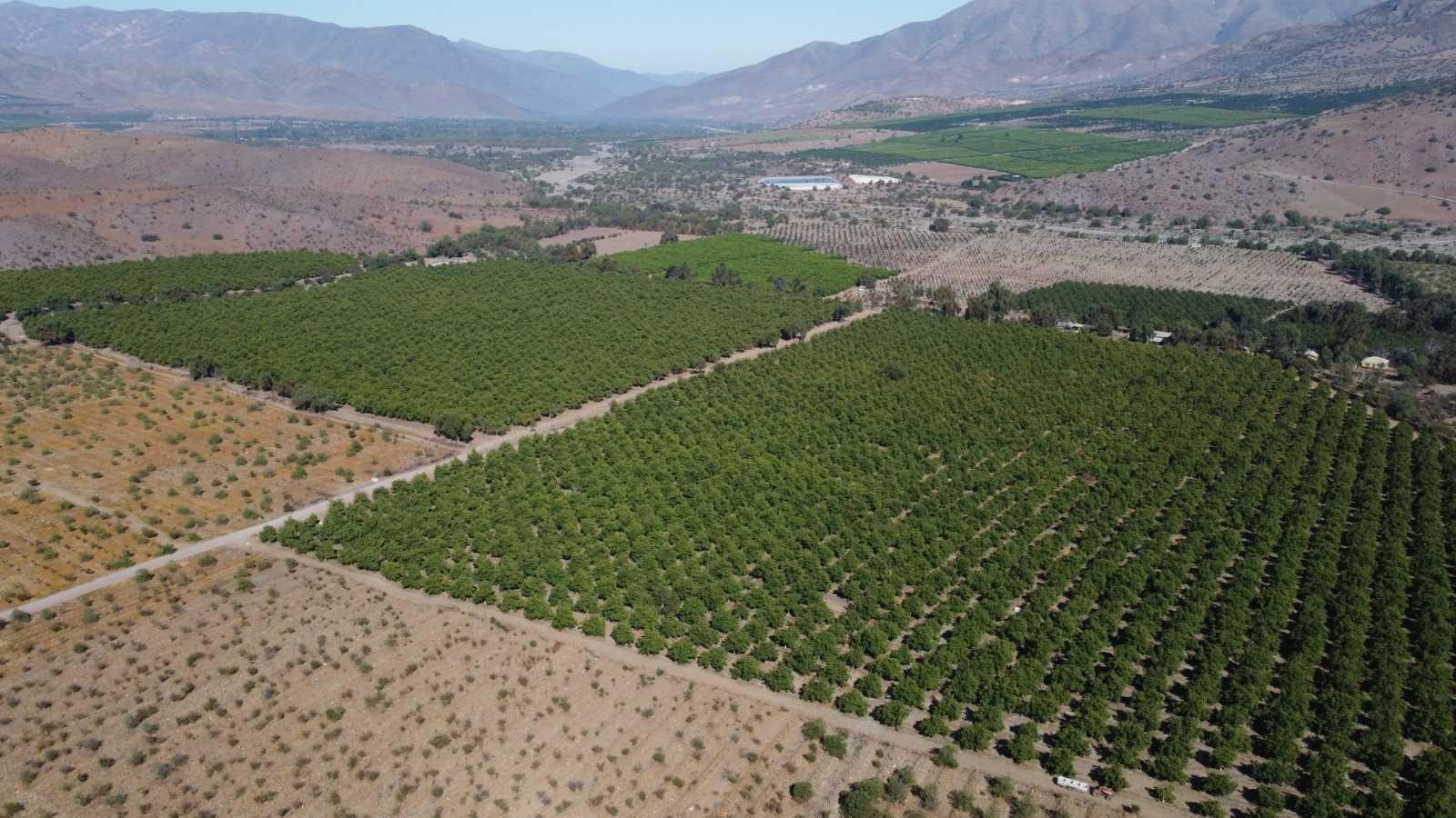 Avocado plantations in Petorca, Chile