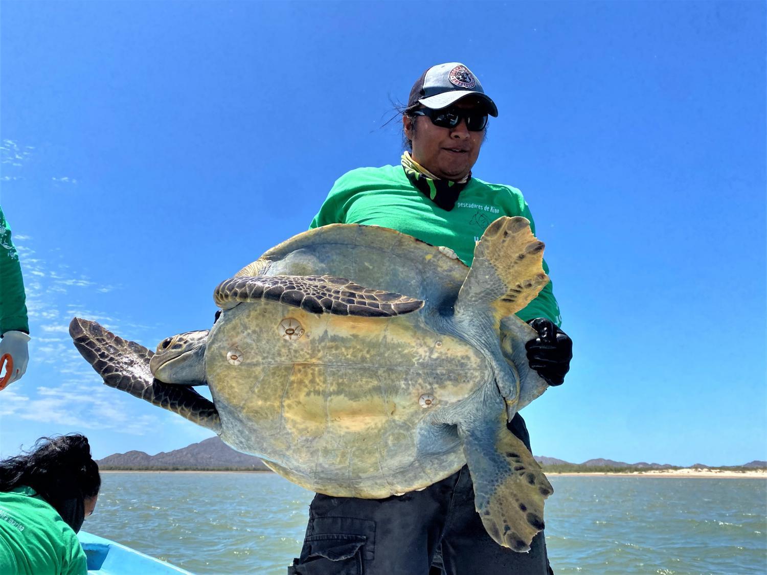 Alfonso Morales lifts a sea turtle to place it in the bottom of the boat, where it will stay until the crew reaches the shore.