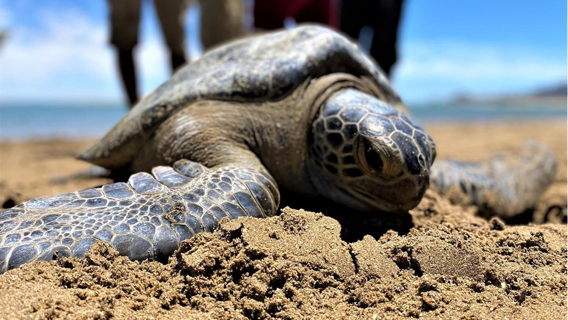A sea turtle heads back to the ocean after the tortugueros have finished gathering data on it