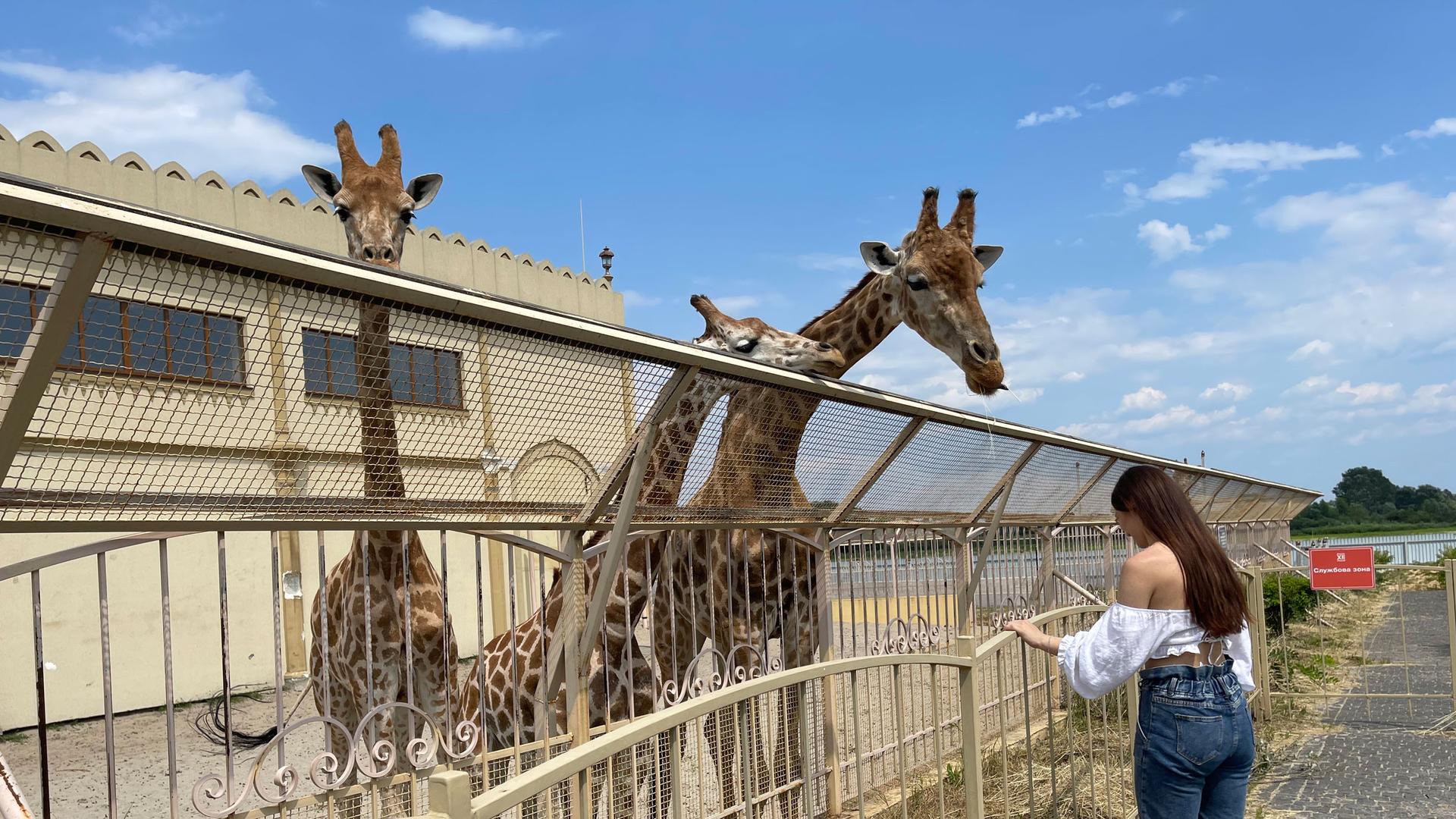 A visitor feeds straw to the zoo's four giraffes from outside their enclosure. 