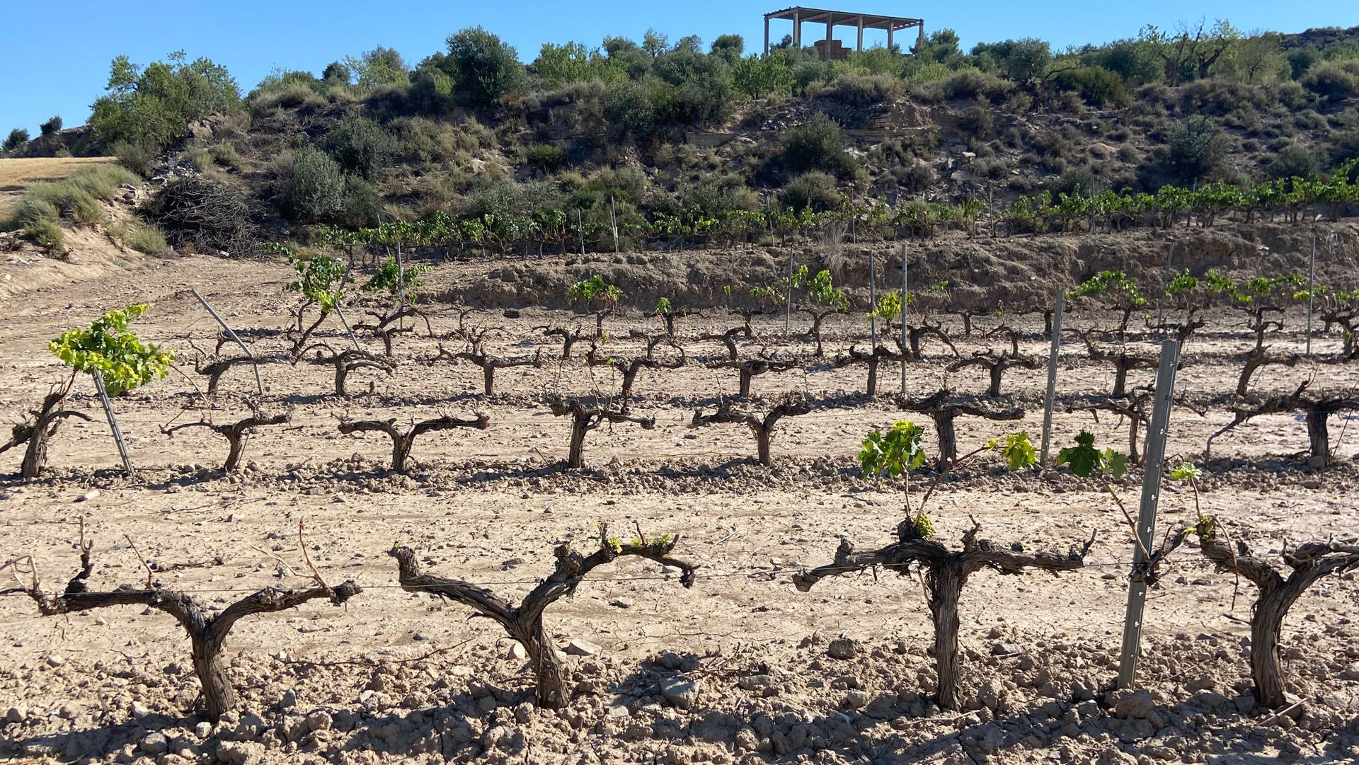 Grapevines destroyed by Lleida’s plague of rabbits, causing millions of dollars in damage.