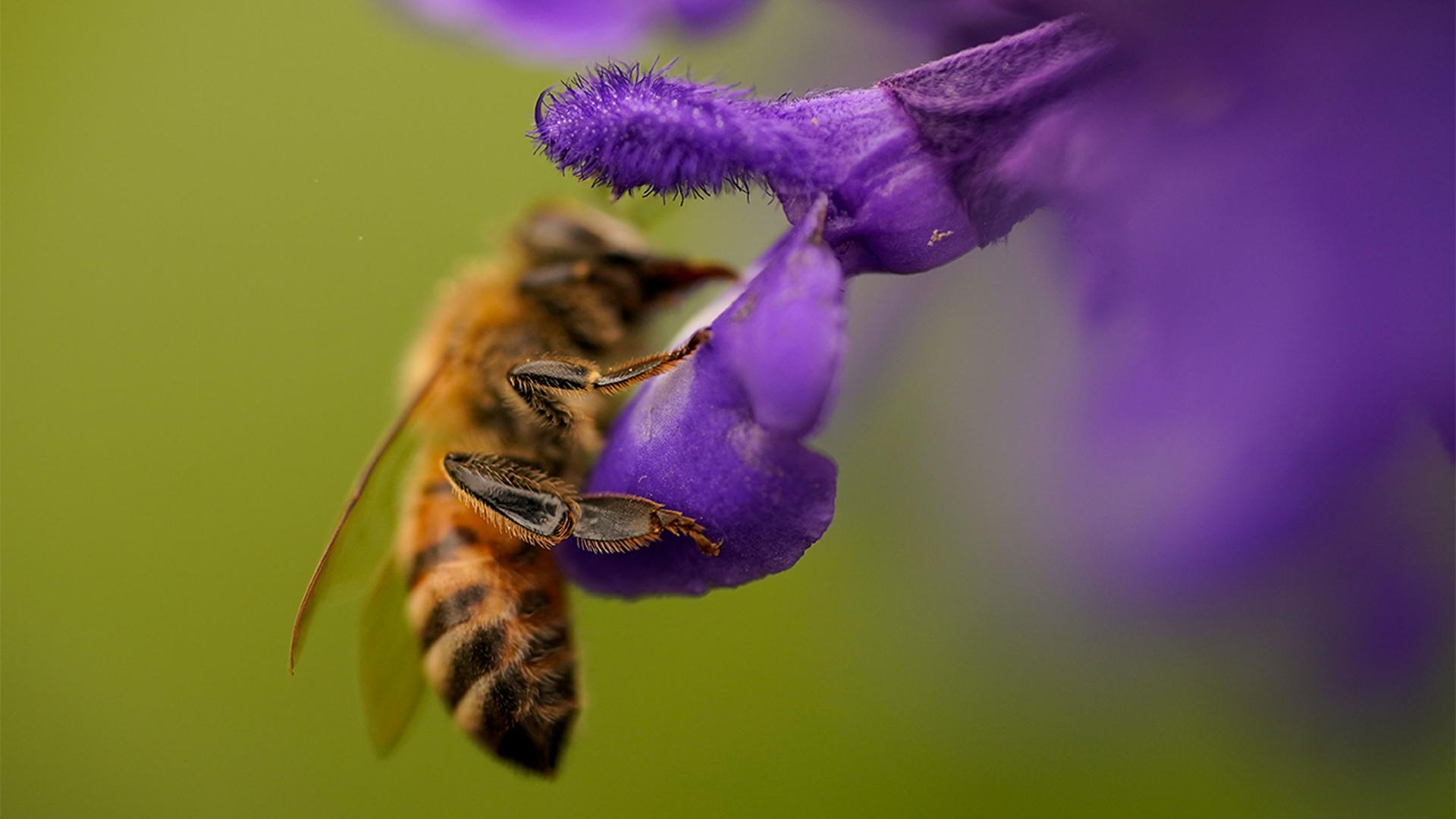The hind legs or 'pollen basket' of a pollinating bee clings to a Salvia 'Mystic Spires Blue' sage flower at the United States Botanic Garden in Washington