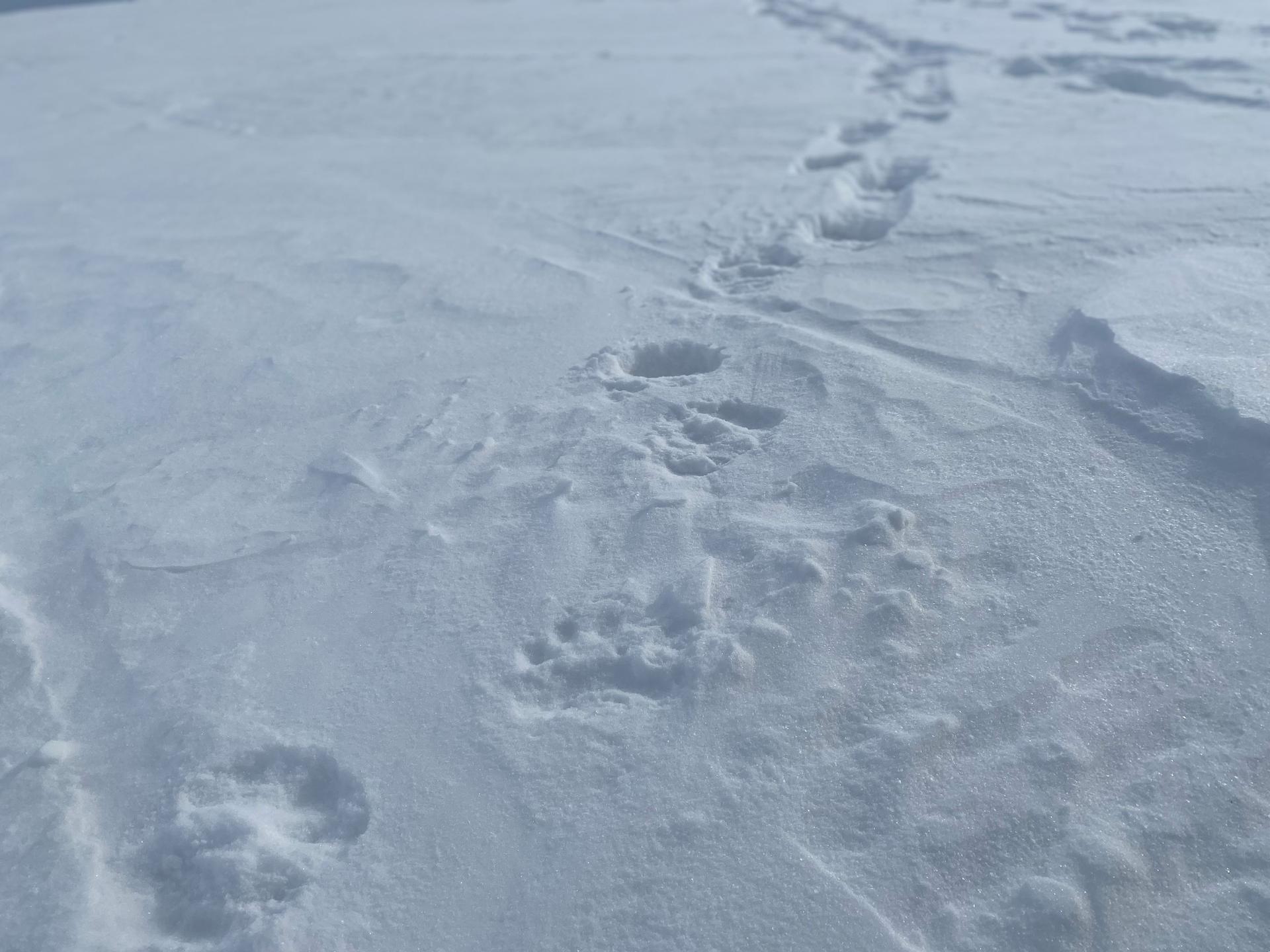 A mother polar bear and two cubs left these tracks as they headed out onto the sea ice. Polar bears range in size just like people, and their paws can be a foot wide.
