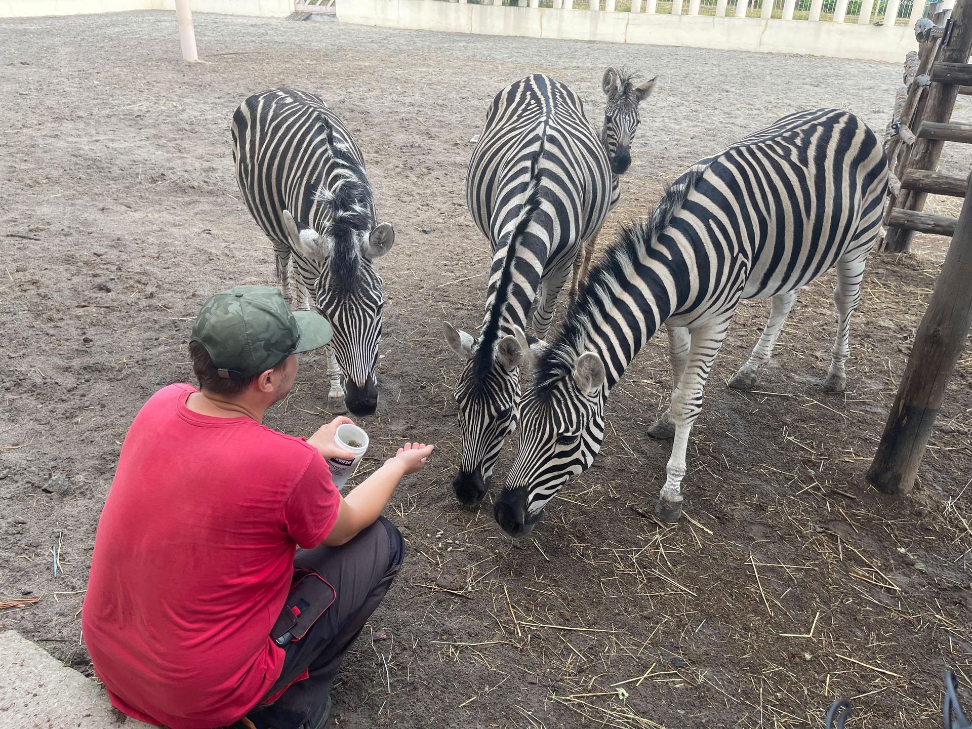 Zoologist Serhii Burch feeds zebras by hand in their enclosure. Burch was one of the six zoo staff members trapped inside the zoo for the 35 days Russian soldiers occupied it.