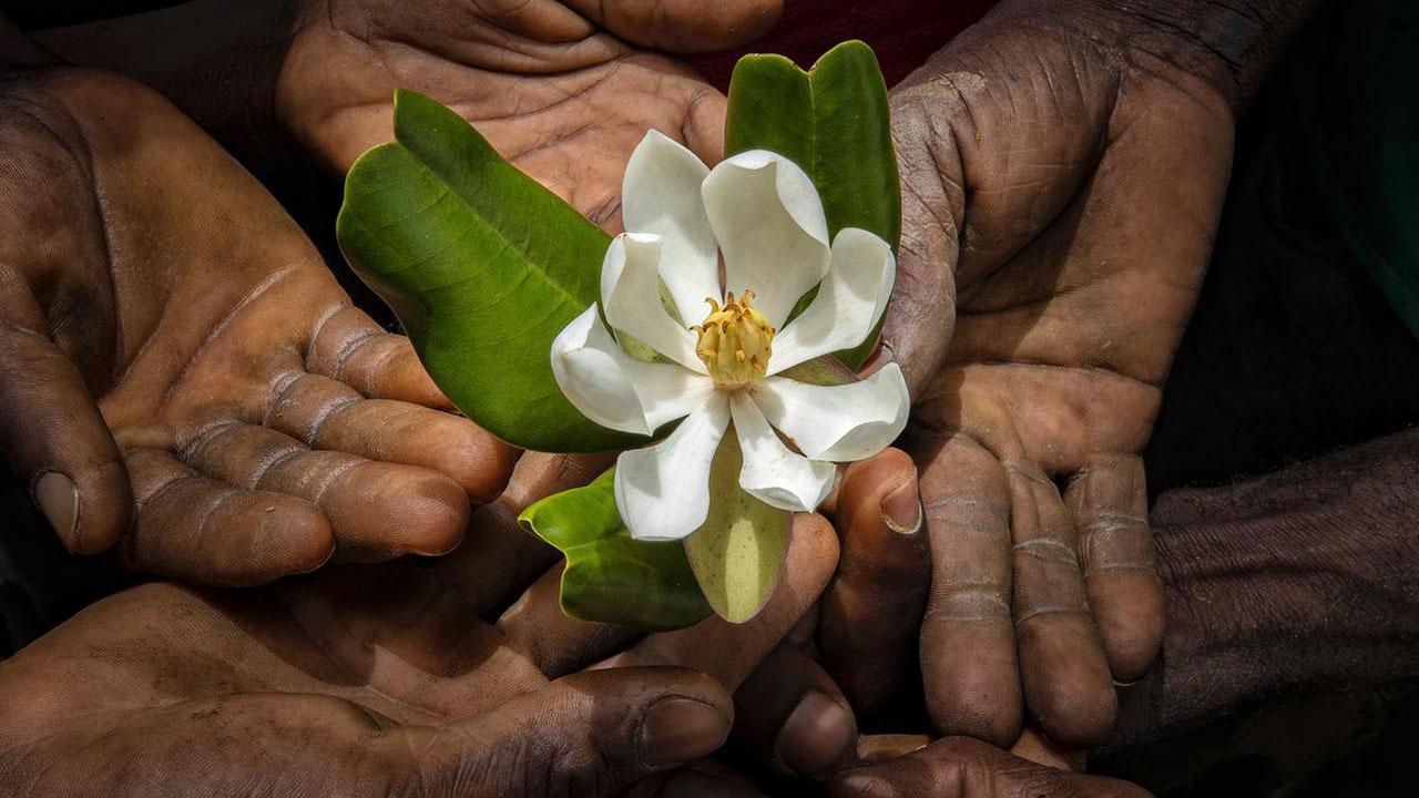 A team of naturalists trekked to Haiti’s longest mountain range, the Massif du Nord, to try to find the elusive flower.