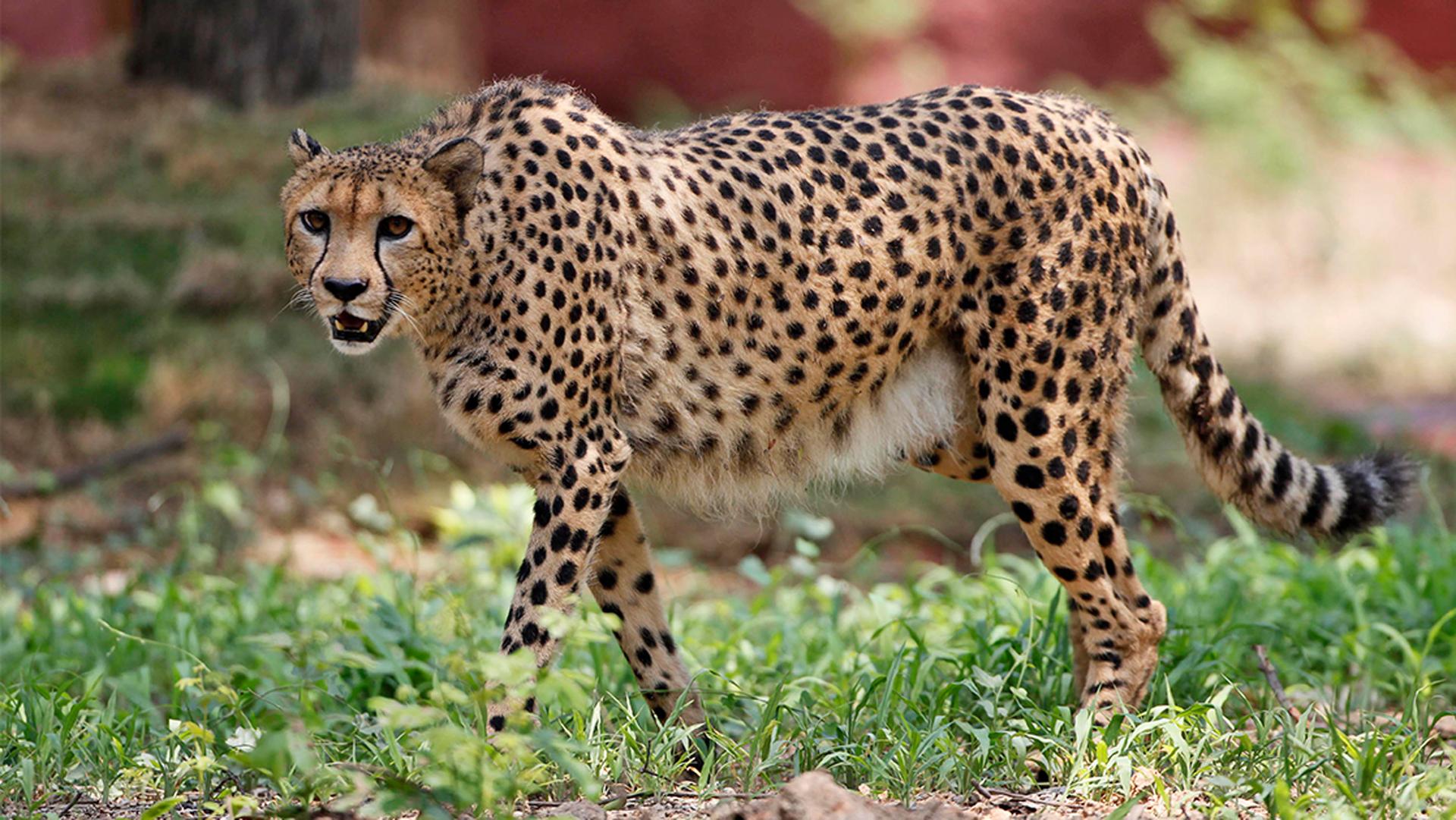 A male African Cheetah named Dark is released at his enclosure at the Nehru Zoological Park in Hyderabad, India, May 12, 2012.