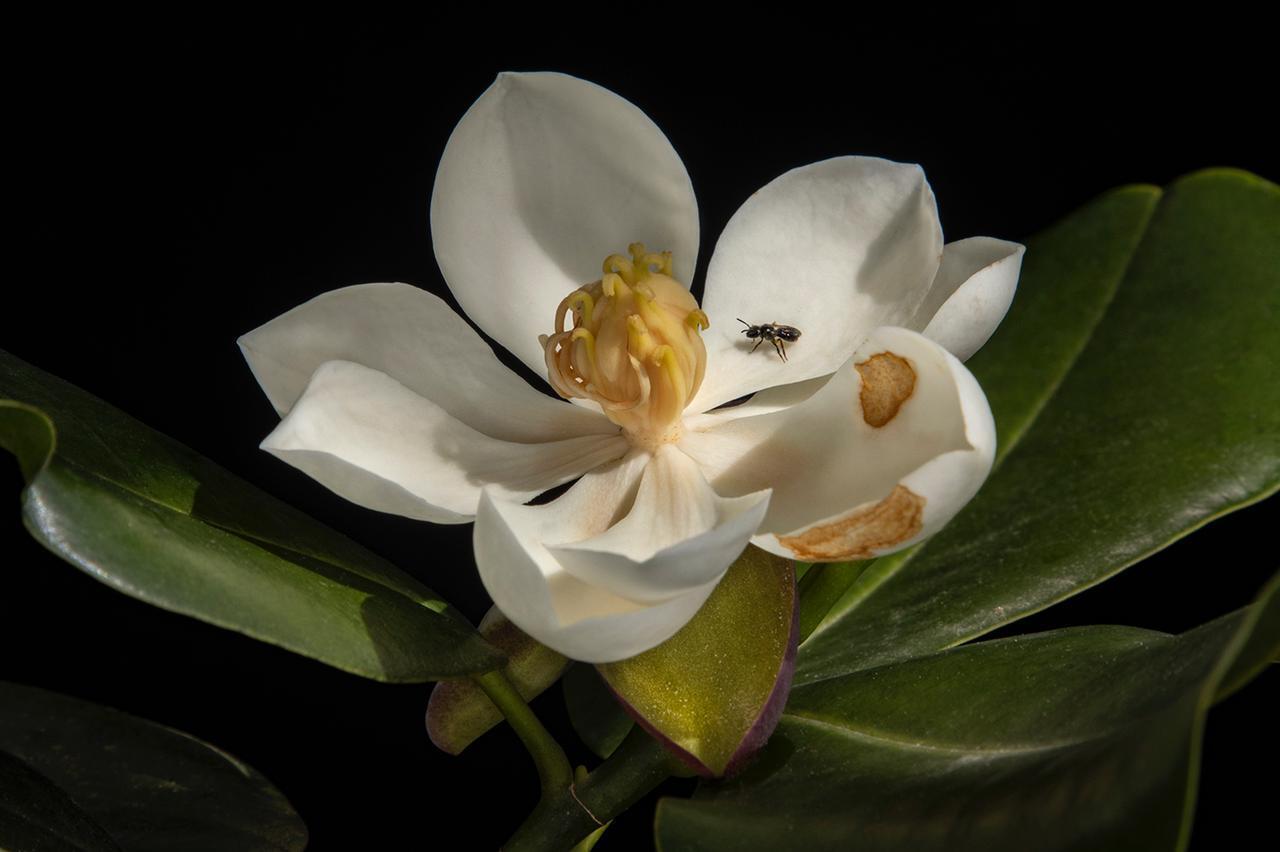The northern Haiti magnolia known for its bright white flowers and delicate fragrance hasn’t been spotted since 1925. 