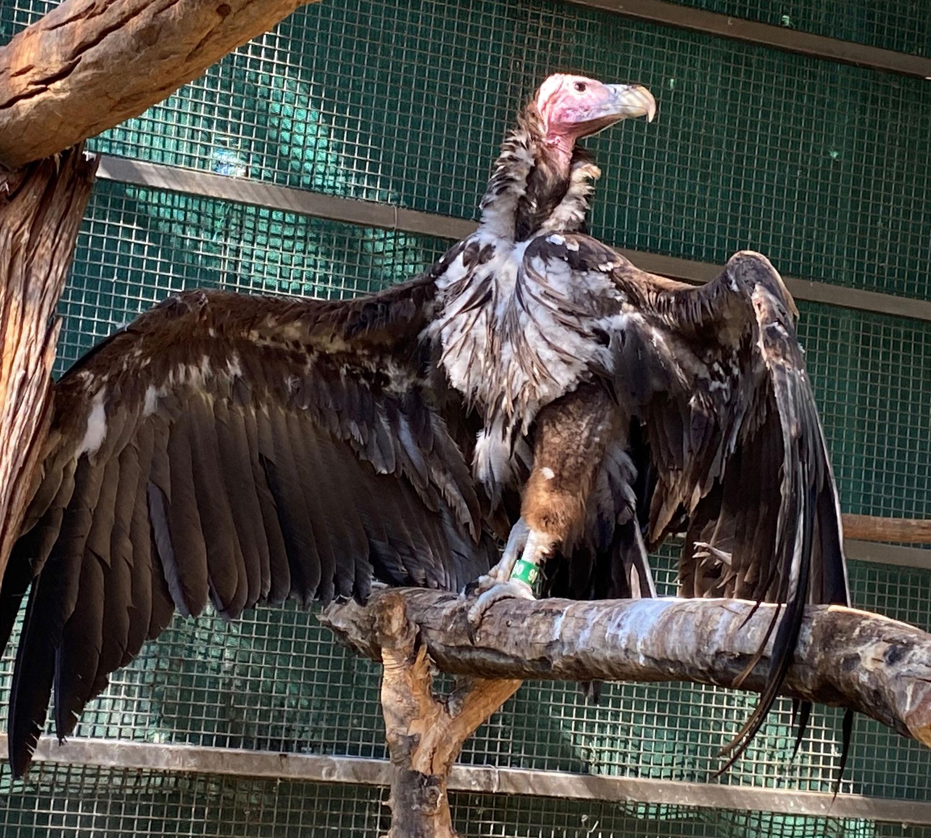 A lappet-faced vulture with a broken wing taken in by Victoria Falls Wildlife Trust is now ready to get released back into the wild.