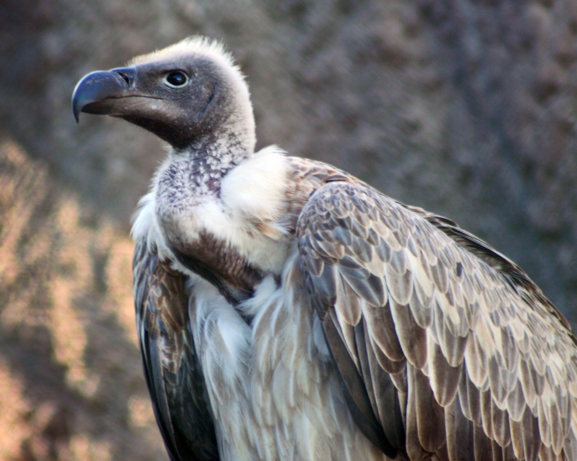 The white-backed vulture of southern Africa faces threat of extinction.