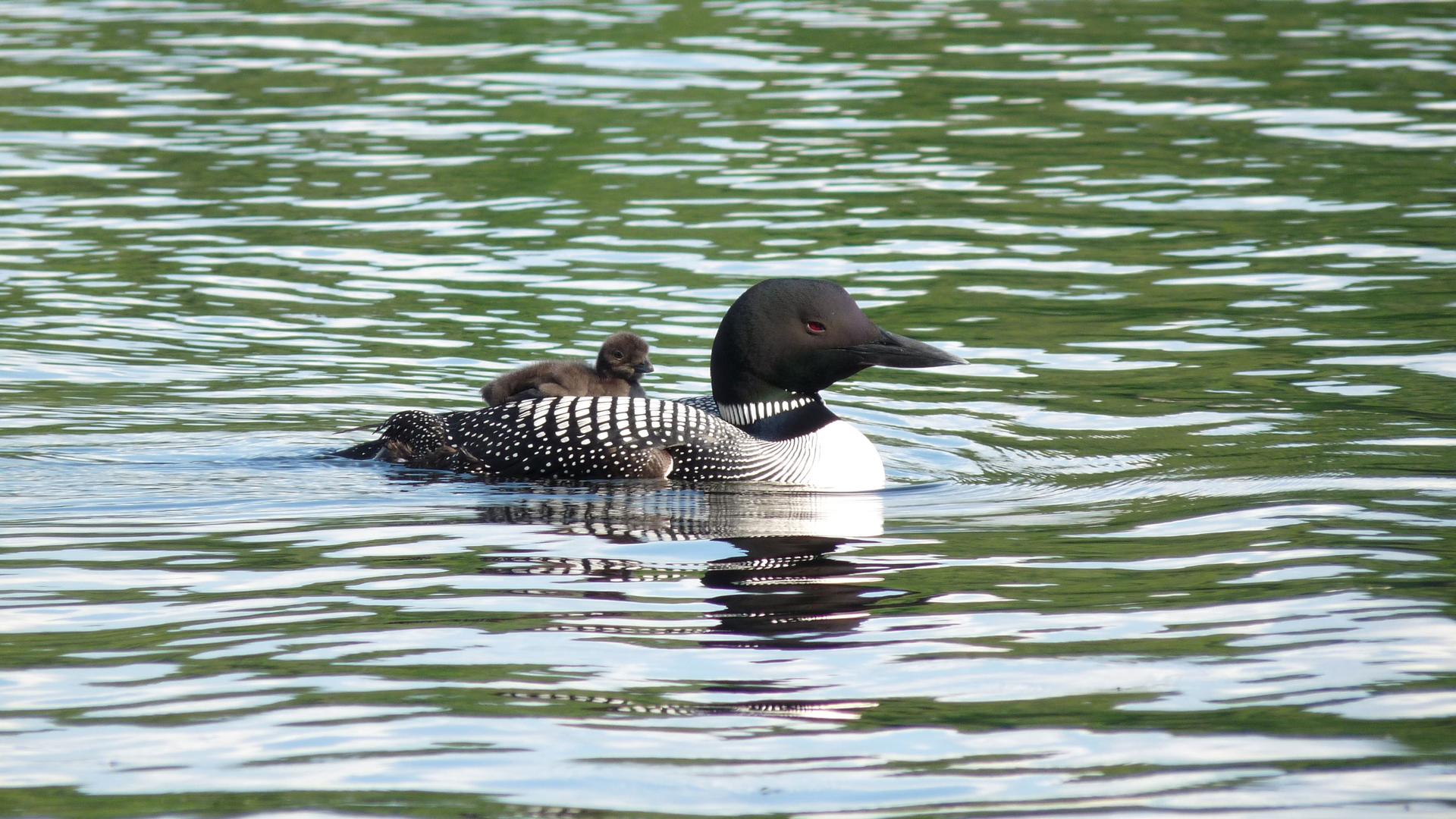 In 2010, Noreen Dertinger finally spotted her first loon chick on Lake Kennebec. Unfortunately, it did not survive the year.