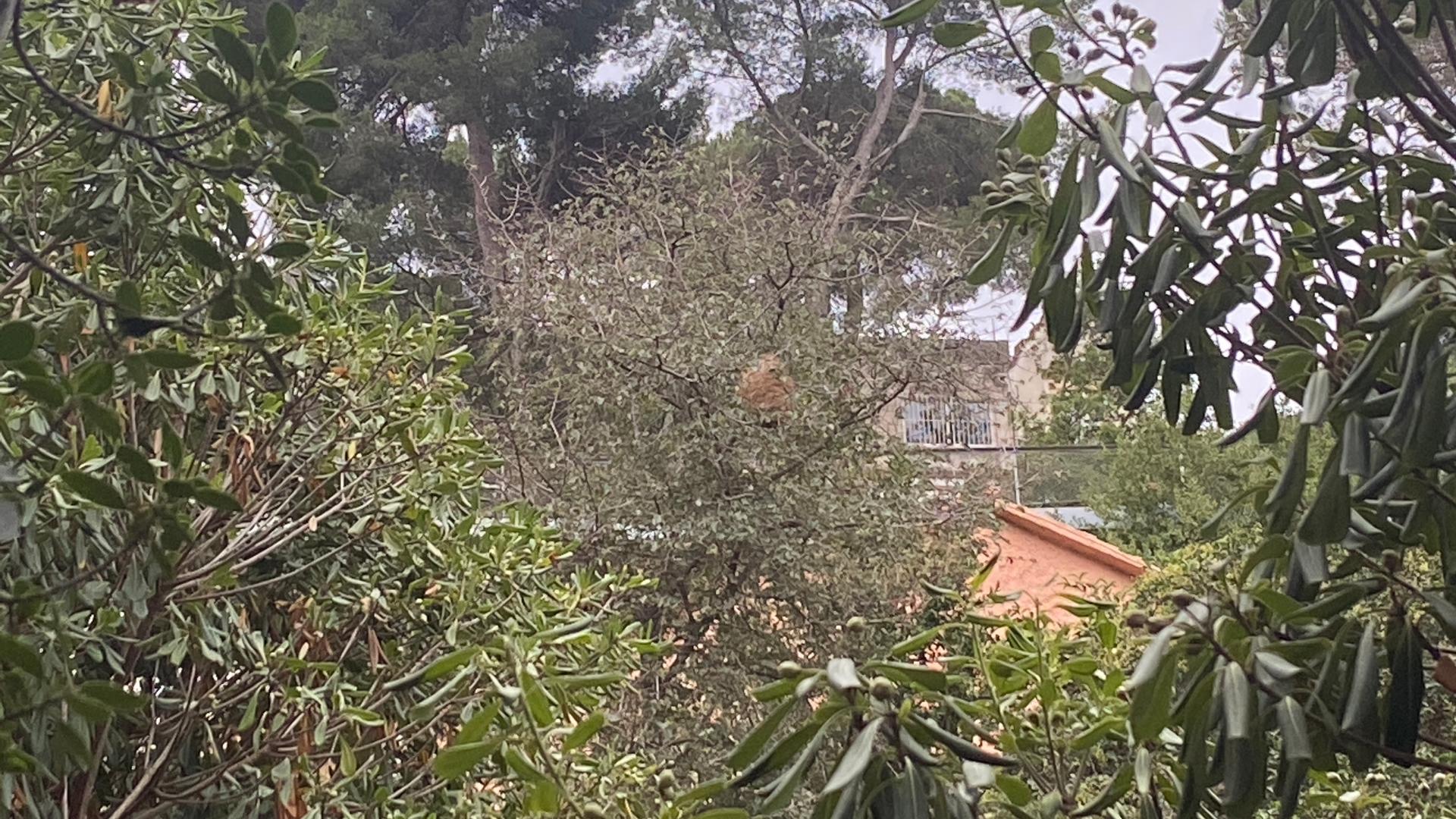 A Velutina hornets’ nest in a tree just behind this reporter’s house, on the outskirts of Barcelona. Exterminators destroyed this one, but local police say the park is replete with Velutina nests and that people will just have to learn to live with them. 
