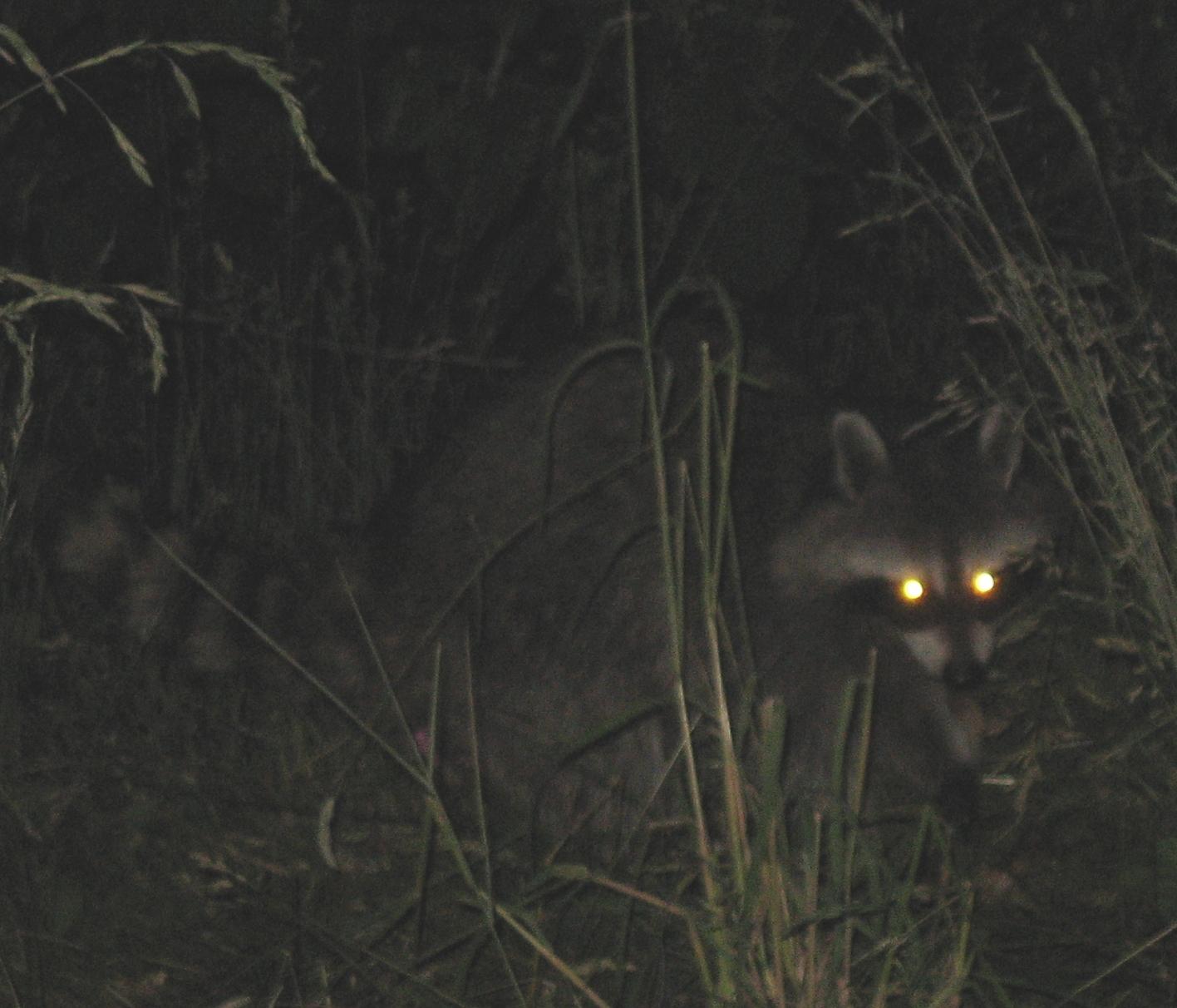 A raccoon's eyes glow strongly in near total darkness of a wooded area