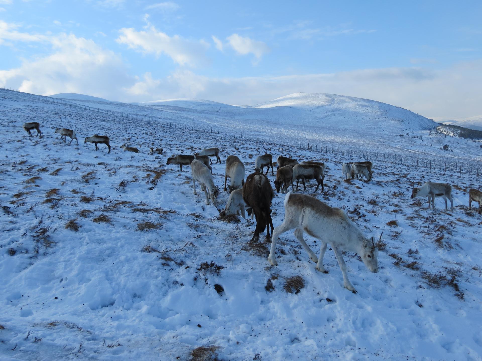A small herd of reindeer on a snowy field