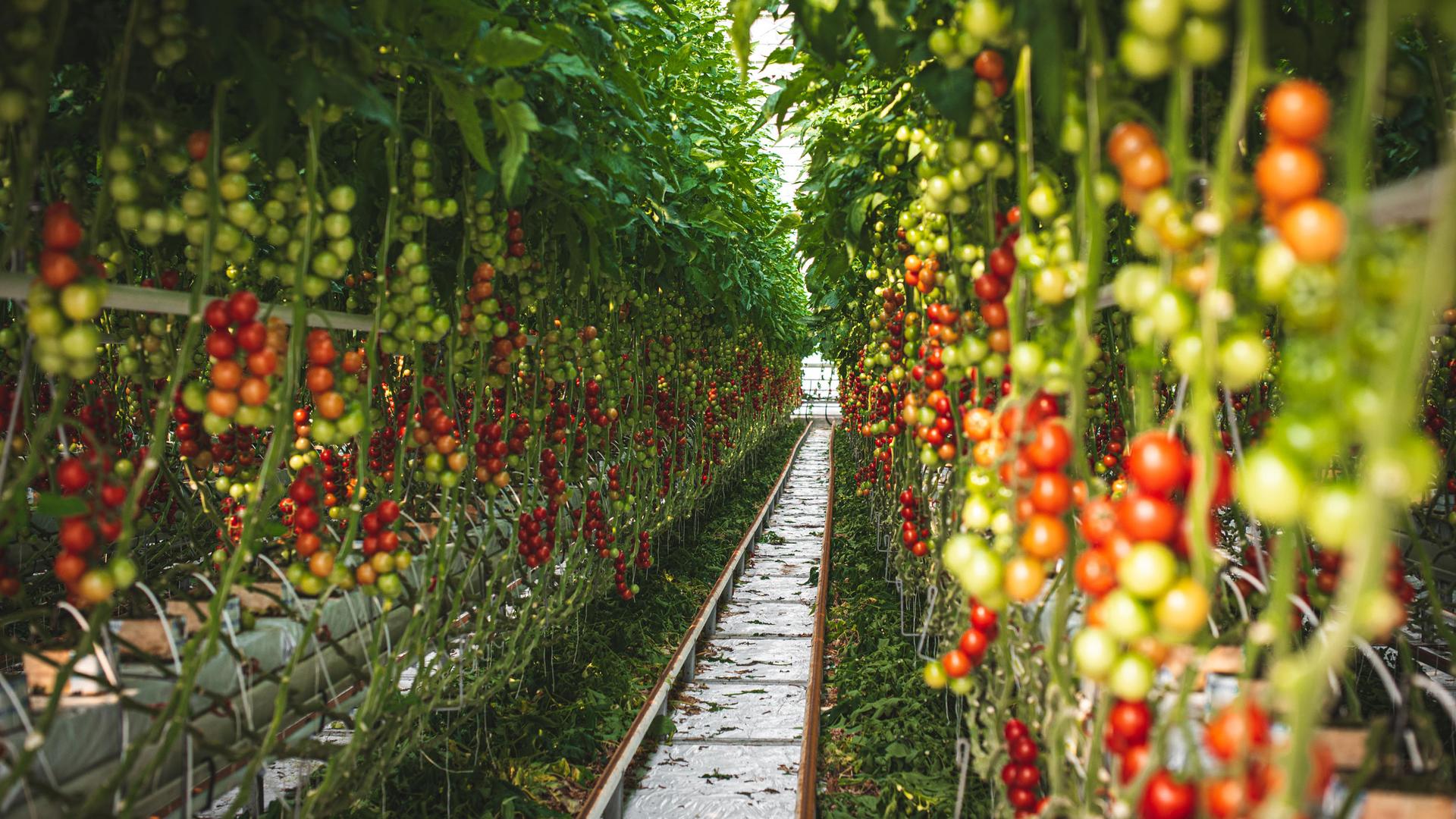The hydroponic tomato plants at Ráječek Farm rely on manufactured fertilizer to grow.
