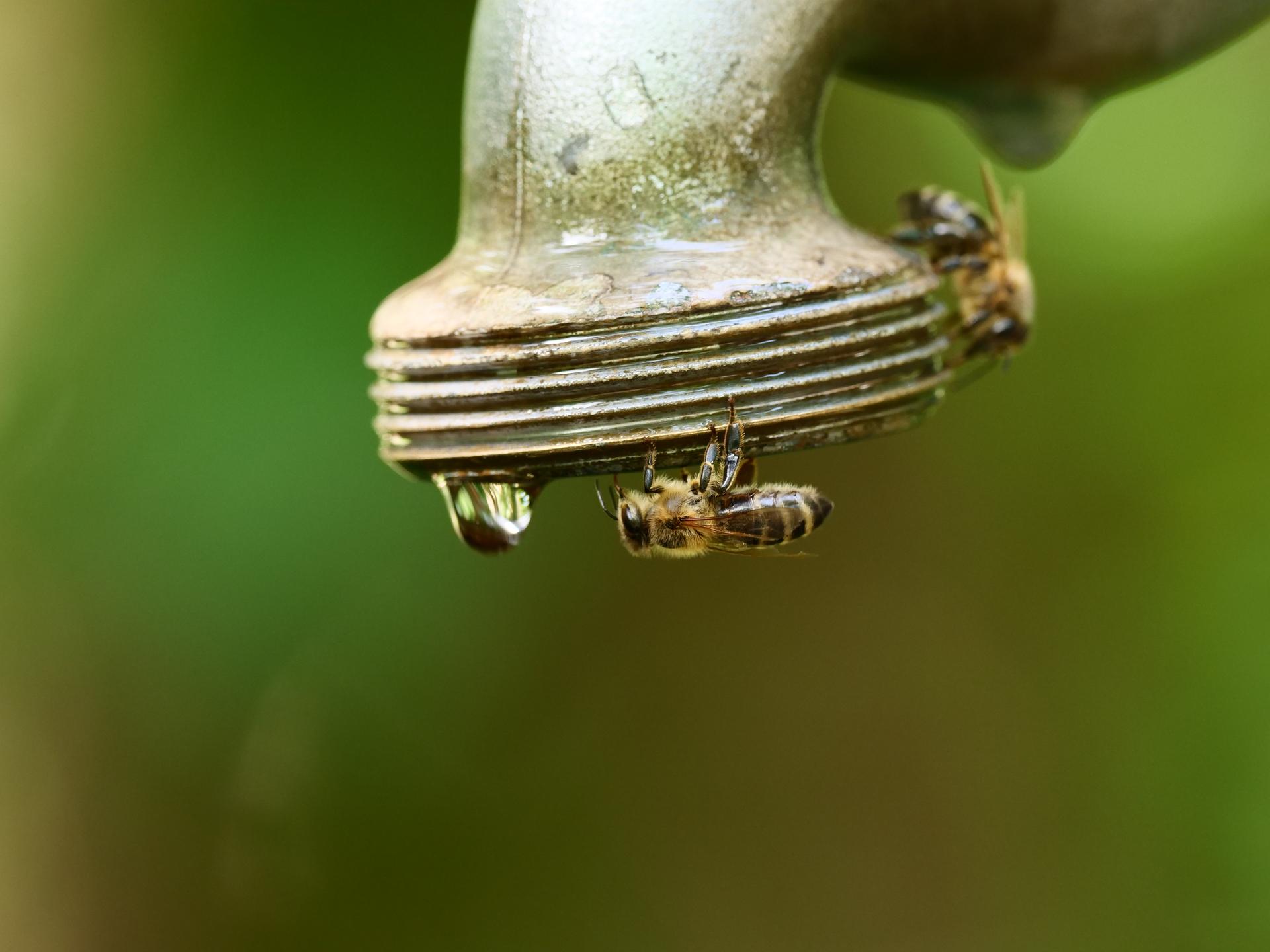 Bees look for water on an outdoor tap in Berlin, Germany during a hot spell, June 19, 2022. 